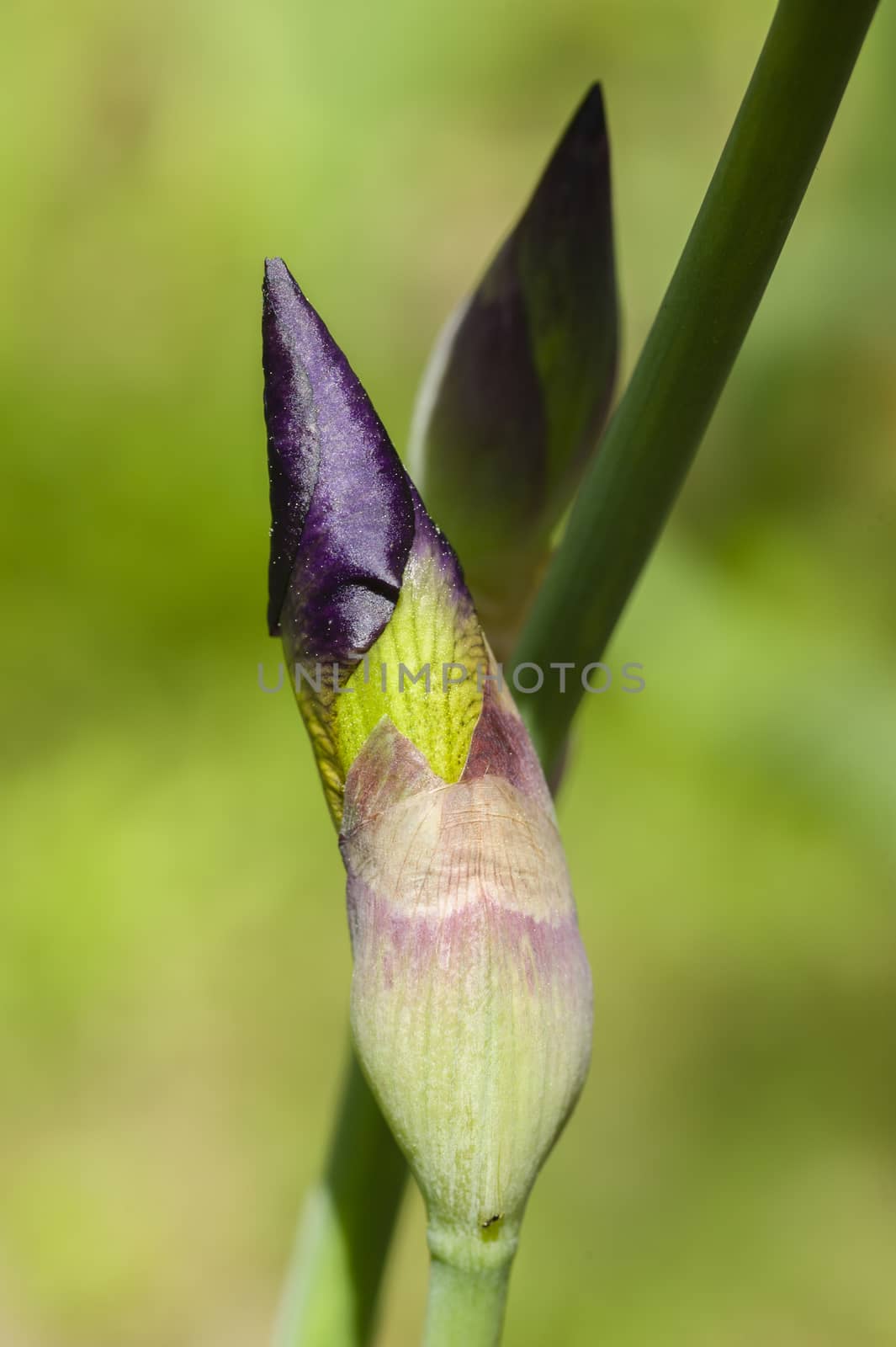 Detail of Iris flower in full Spring bloom