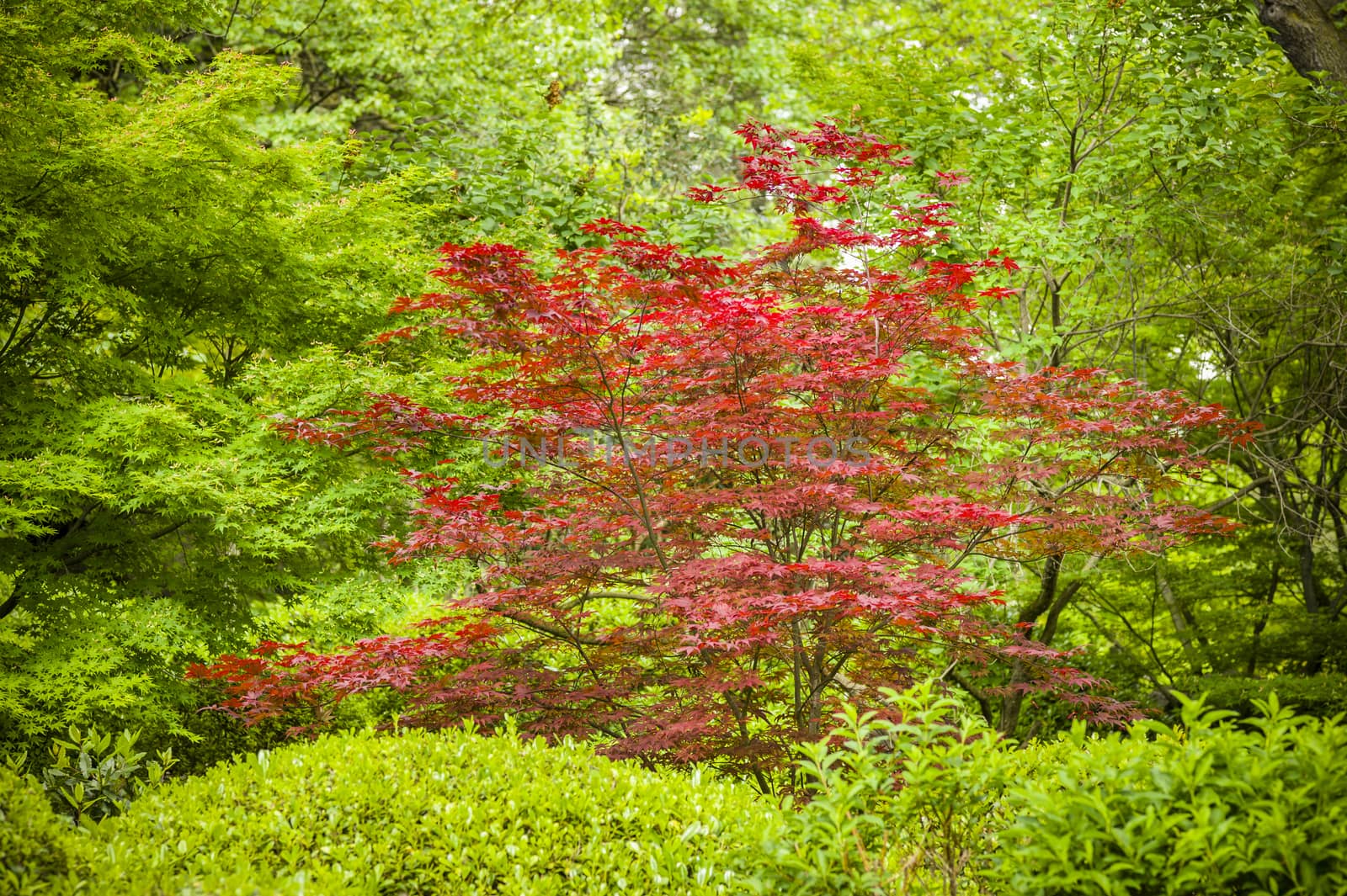 Red leaf Maple tree in a green wood