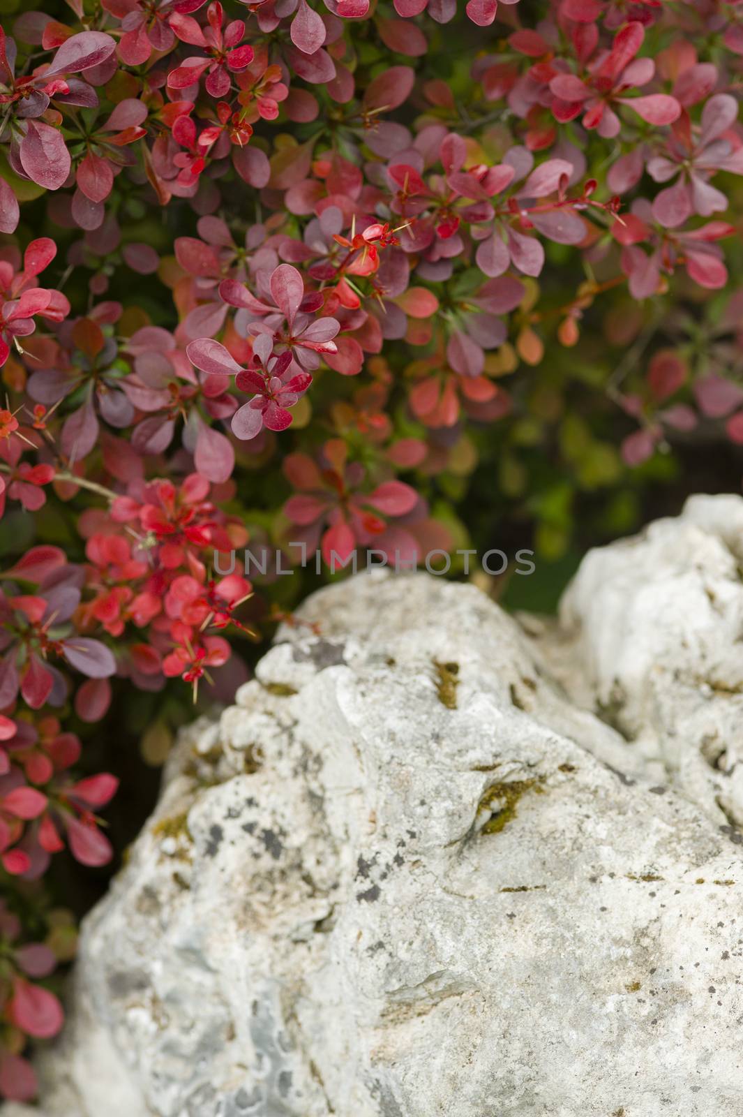 Red leaf bush detail with white ornamental rock