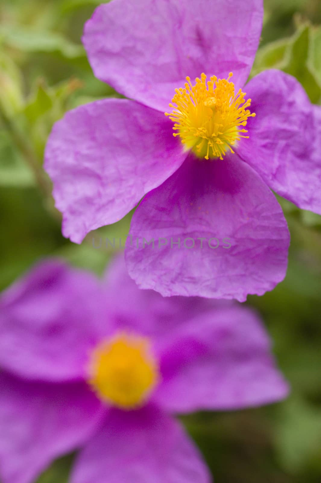 Rock rose pink flowers with yellow pistils and stamen
