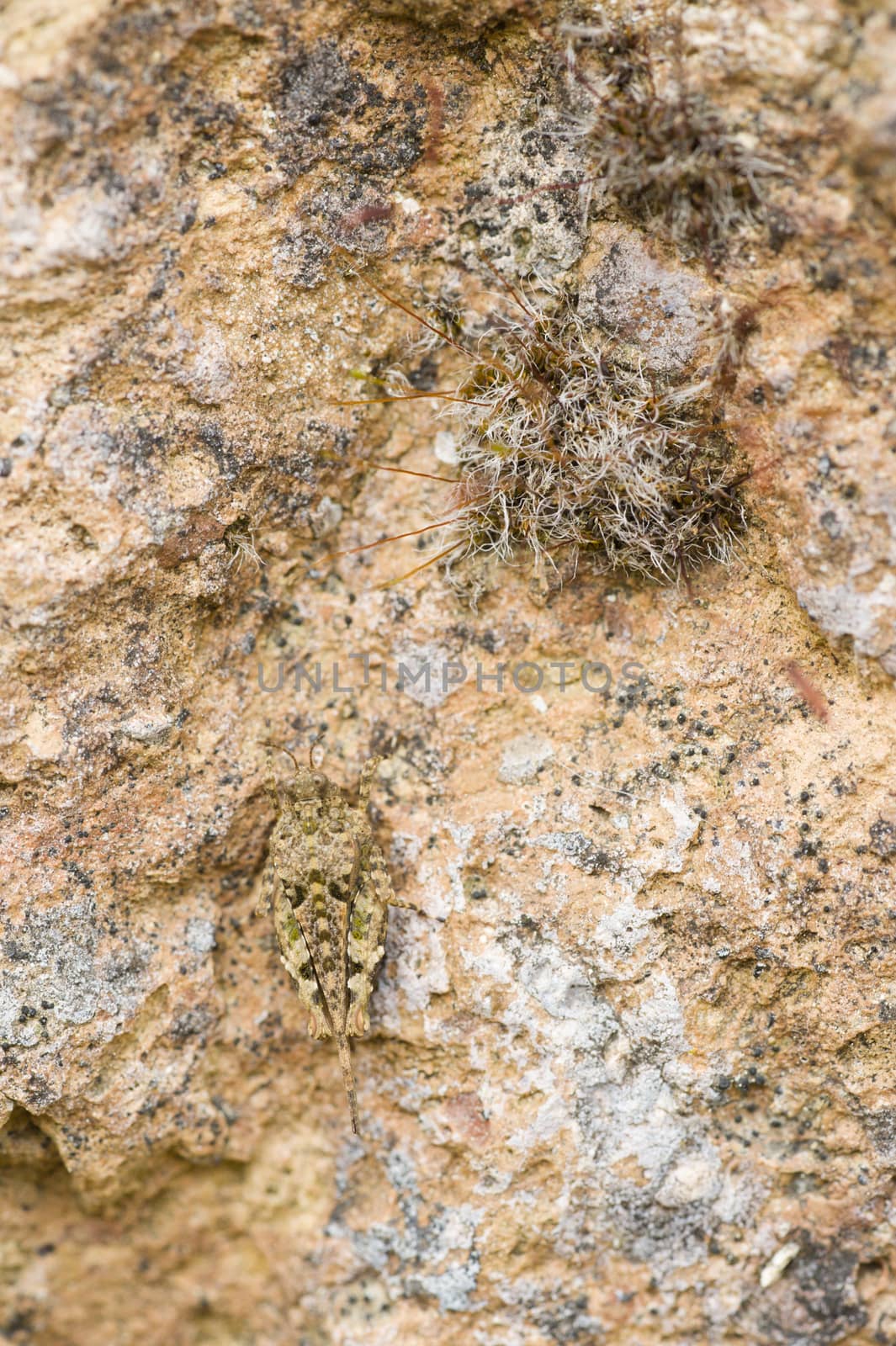 Small grasshopper in camouflage with a rock texture