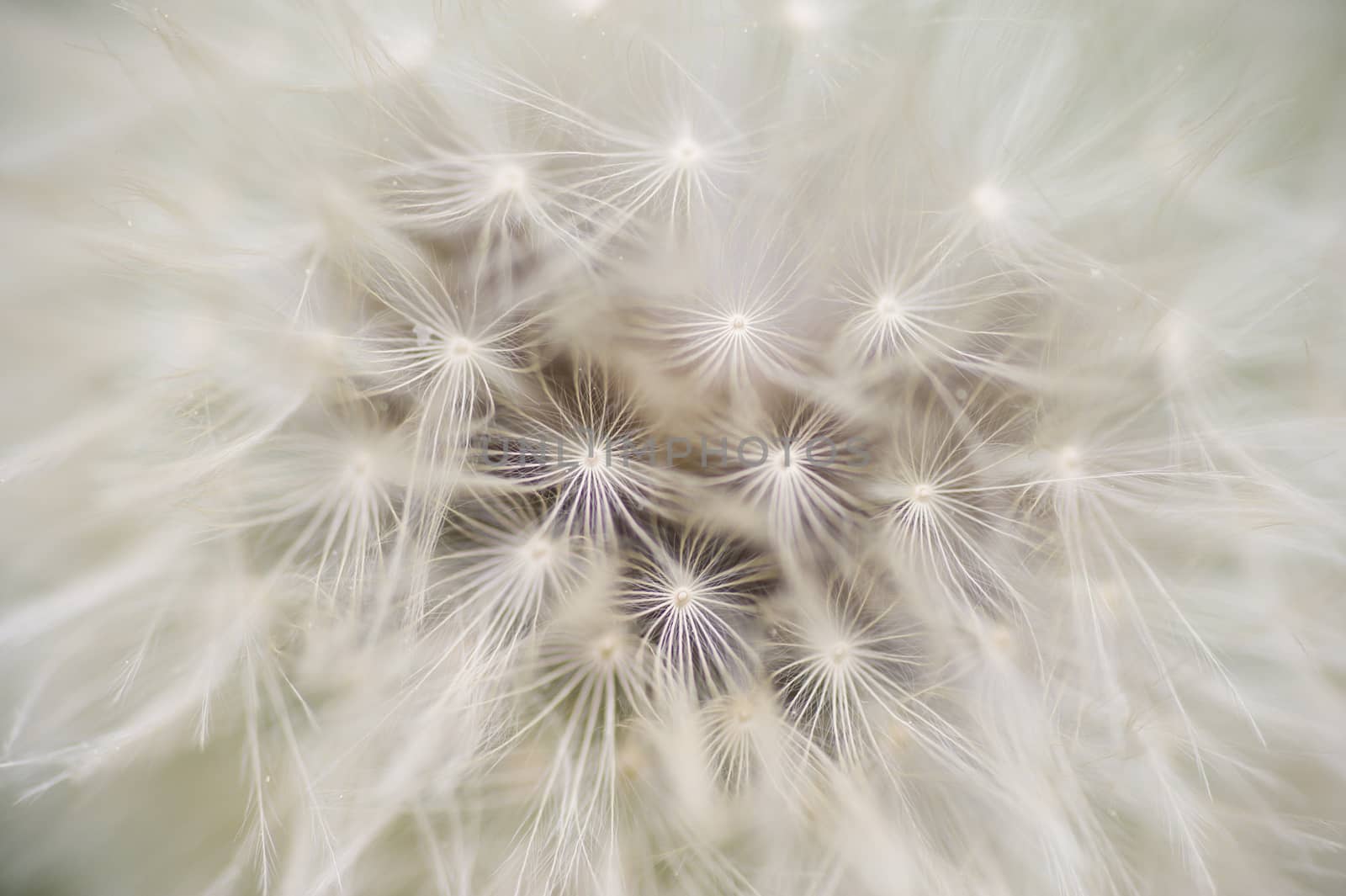 Dandelion seed cap ready to fly away, Taraxacum officinalis