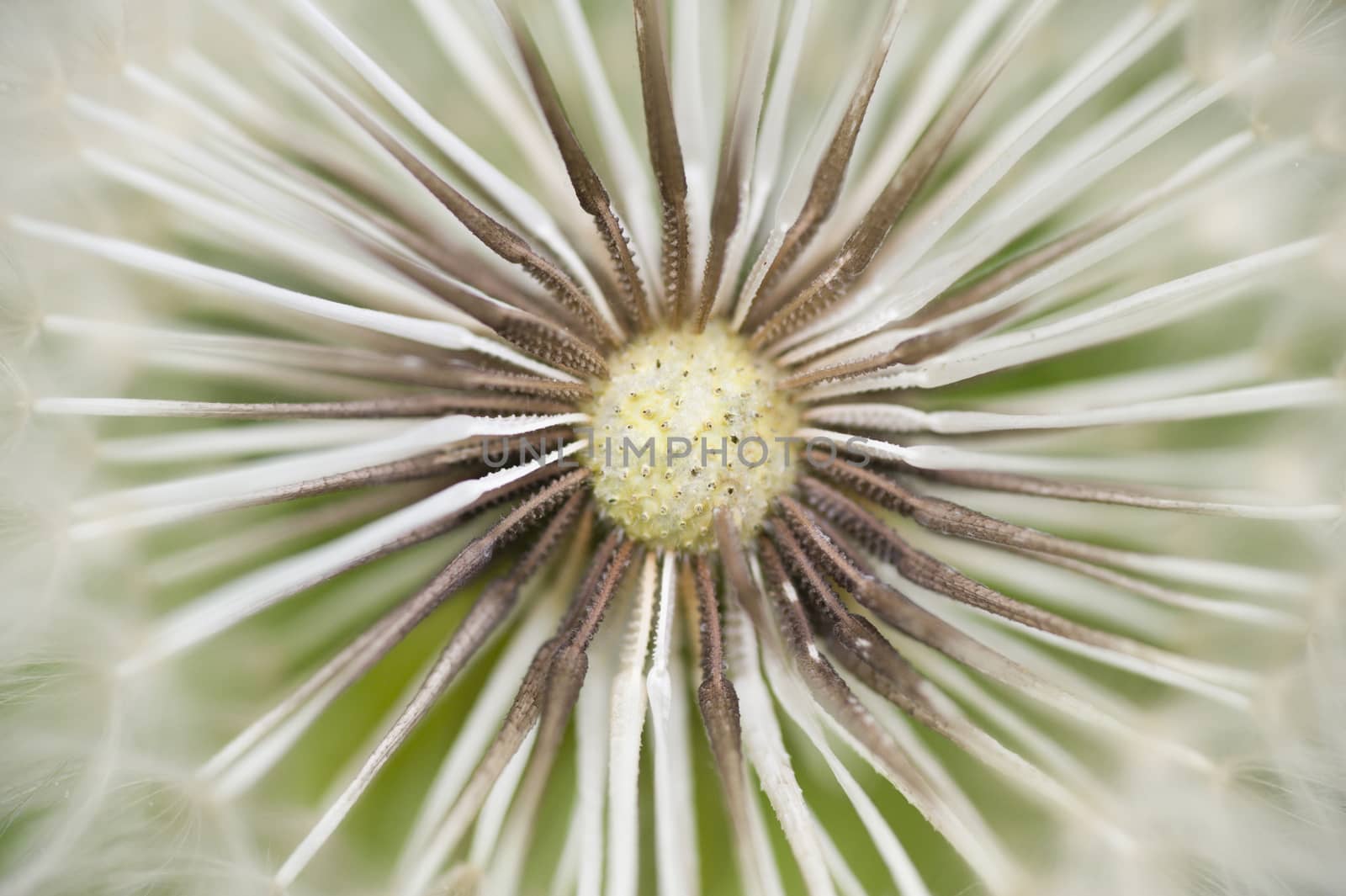 Dandelion seed cap ready to fly away, Taraxacum officinalis