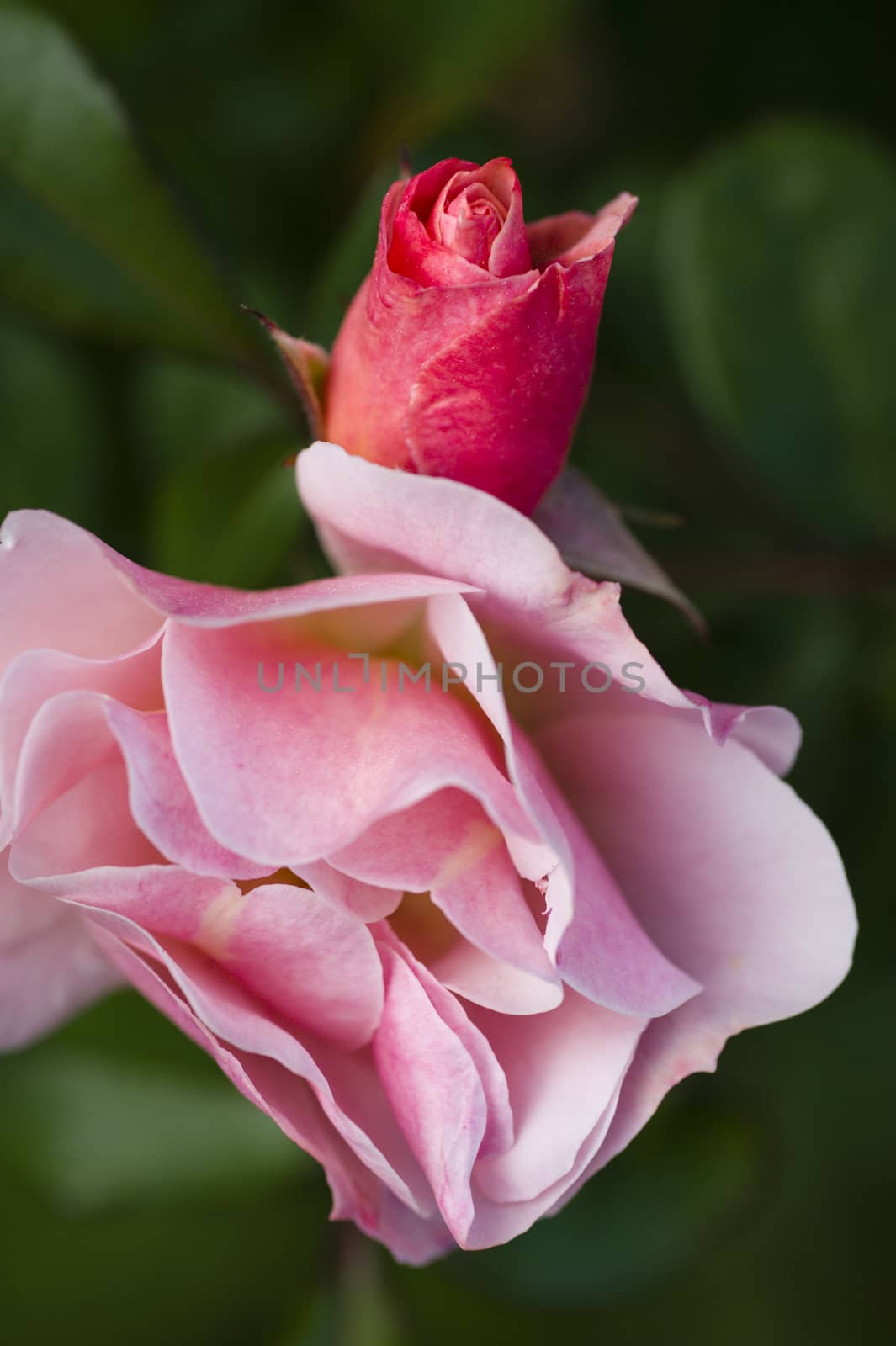 Red rose flower and bud in May