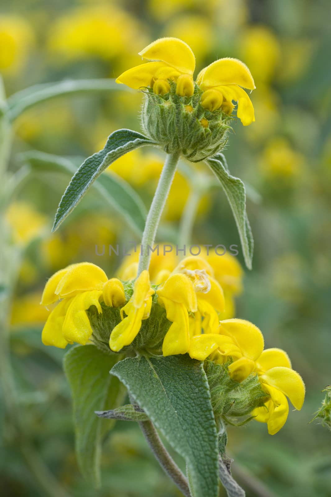 Ornamental sage yellow flowers in full bloom