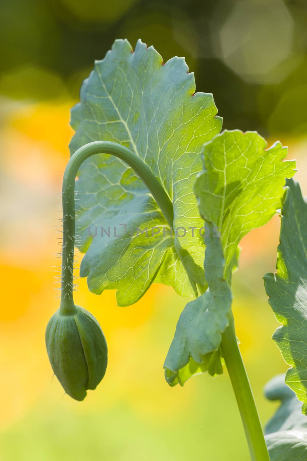 Green bud flower of Papaver somniferum, opium poppy.