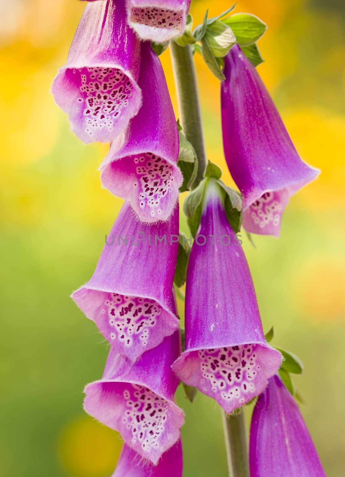 Digitalis purpurea pink flowers on yellow background