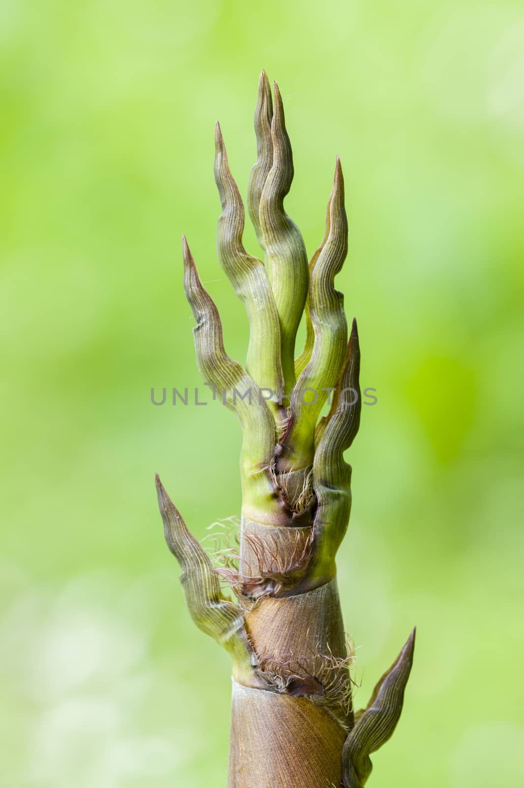 Bamboo bud tip on newly born plant