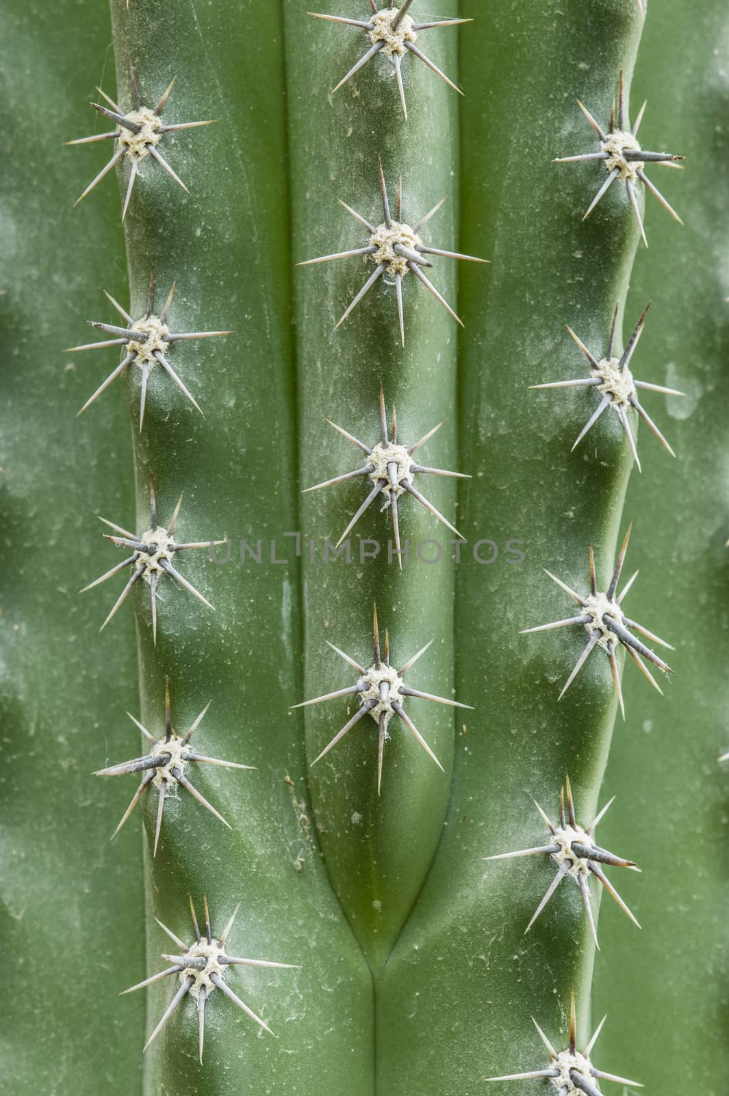 Star-shaped white thors of succulent plant