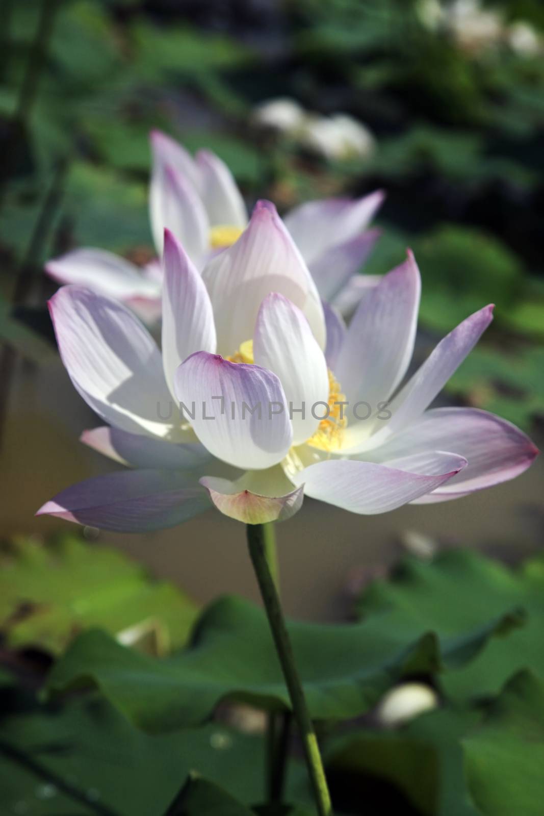 Pink water lilly - detail of a beautiful water lotos in bloom