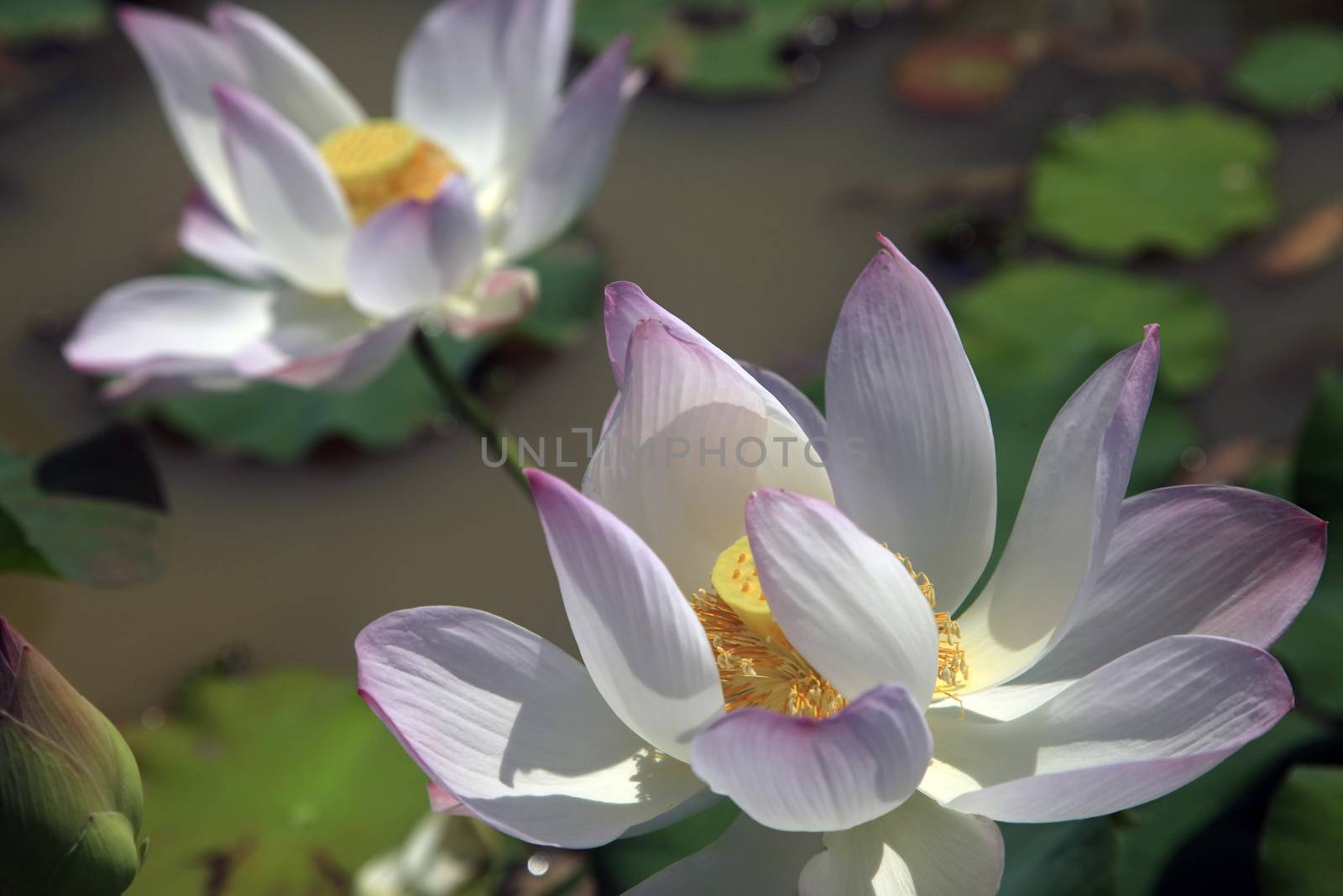 Pink water lilly - detail of a beautiful water lotos in bloom