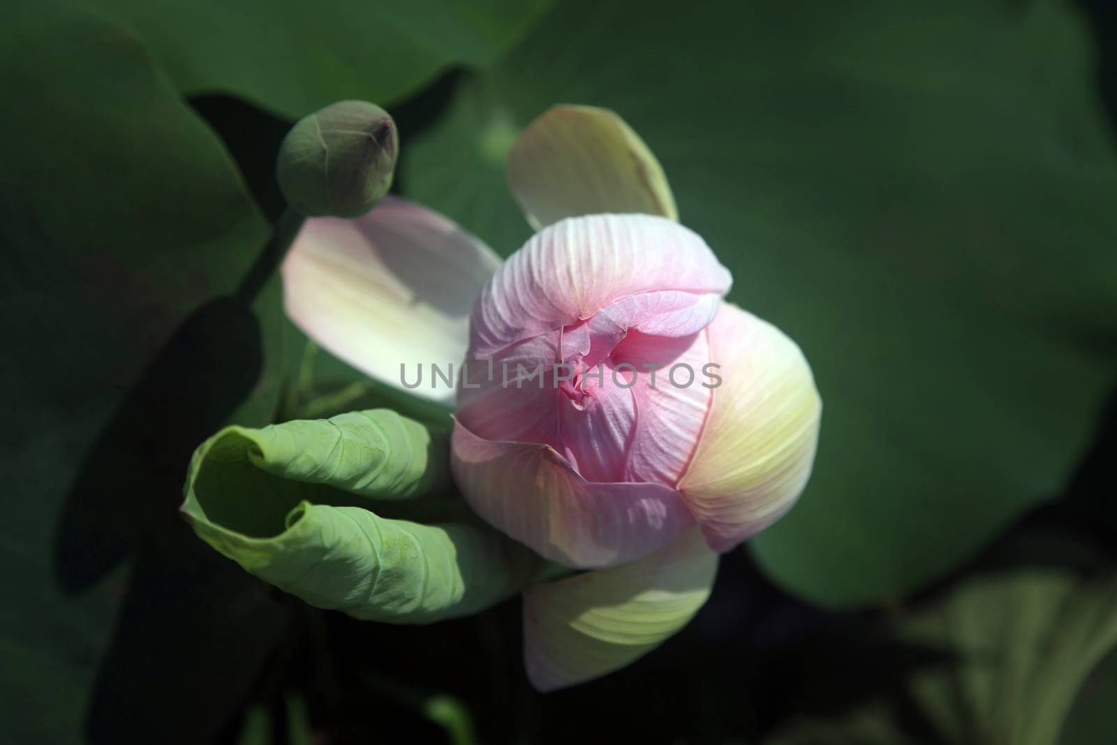 Pink water lilly - detail of a beautiful water lotos in bloom