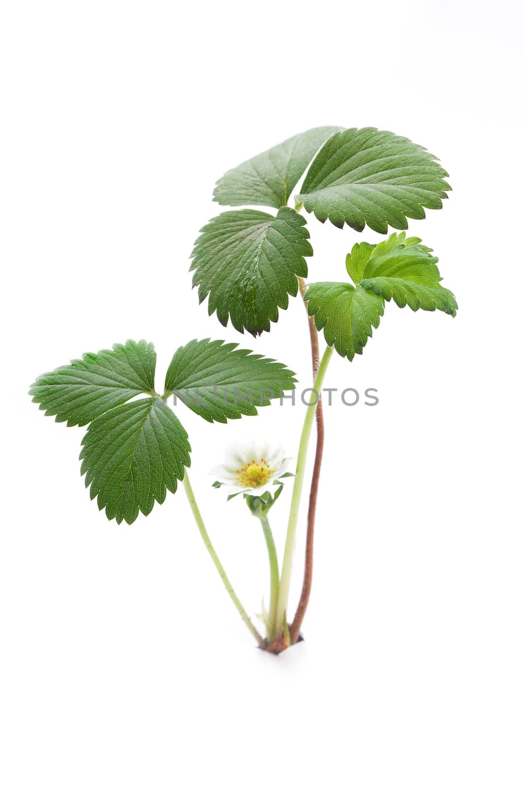 Green bush of wild strawberry with flower on the white