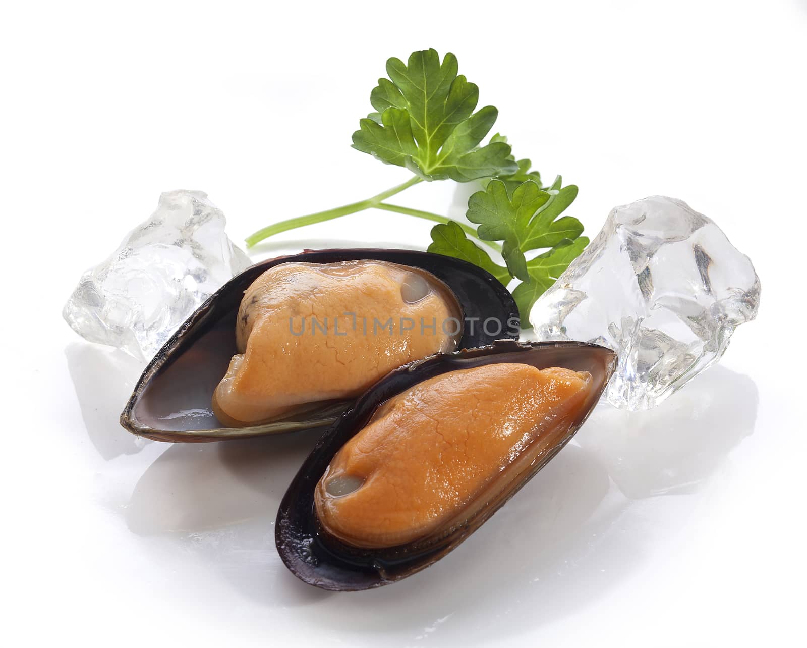 Mussel on the shell by Angorius