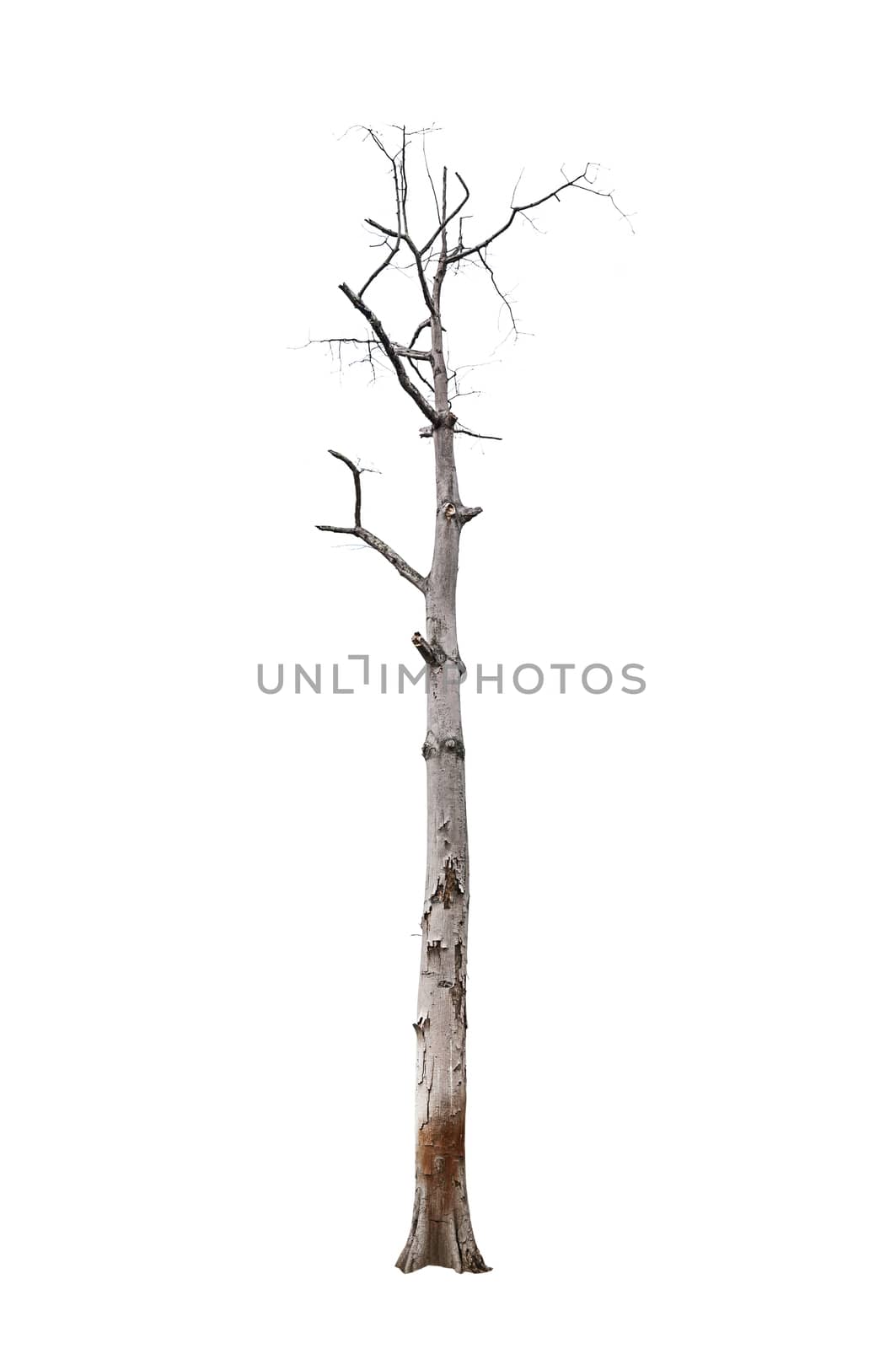Dead tree isolated by NuwatPhoto