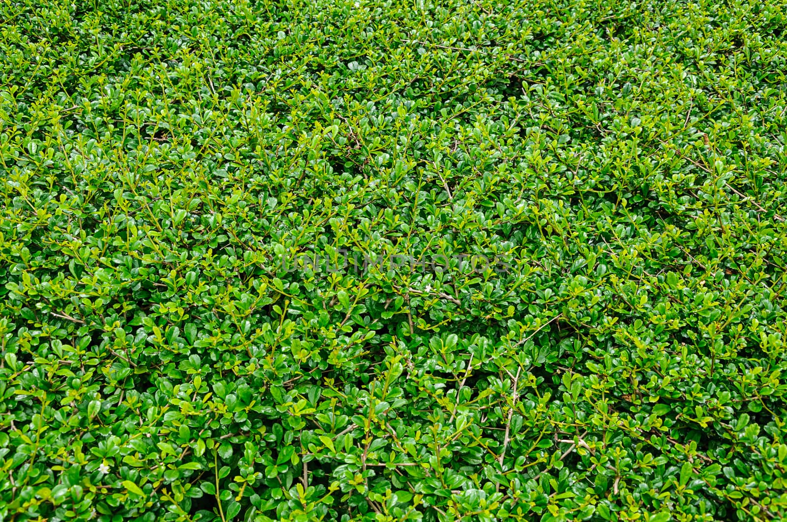 Green leaves the wall background 