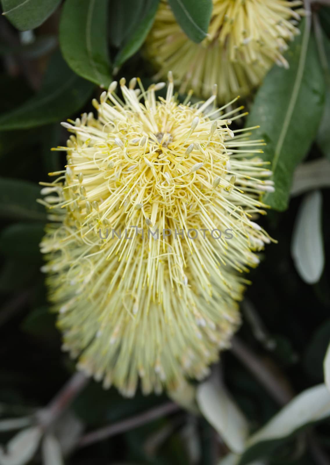 Yellow banksia flower, Banksia integrifolia.  Overhead view looking down with focus to top of flowerhead cone.  This plant has grey green leaves.