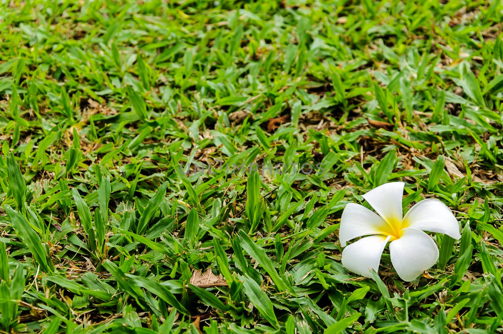 Plumeria flower fall on grass