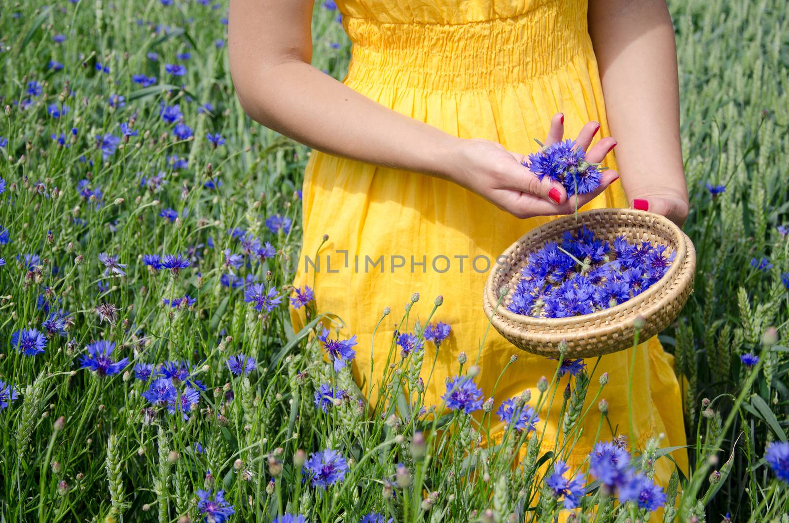 farm woman in yellow dress hands with red nails pick blue cornflower flowers herb to wicker dish in agriculture field.