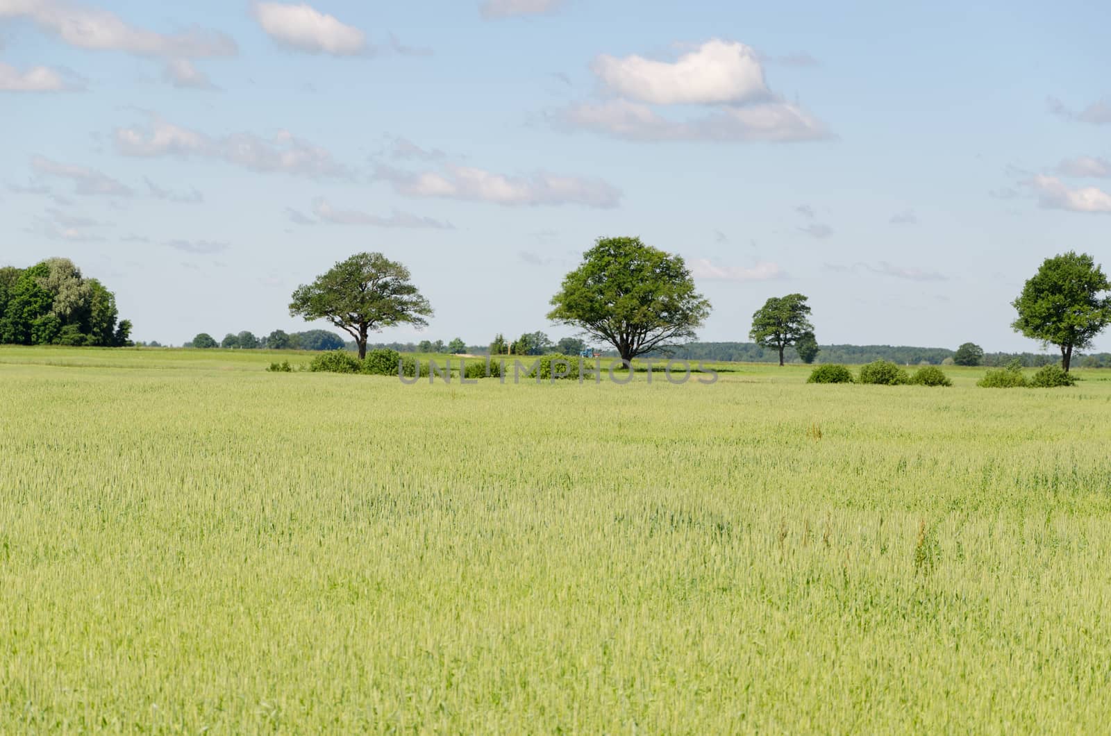 panoramic view of rye field and tree in horizon by sauletas