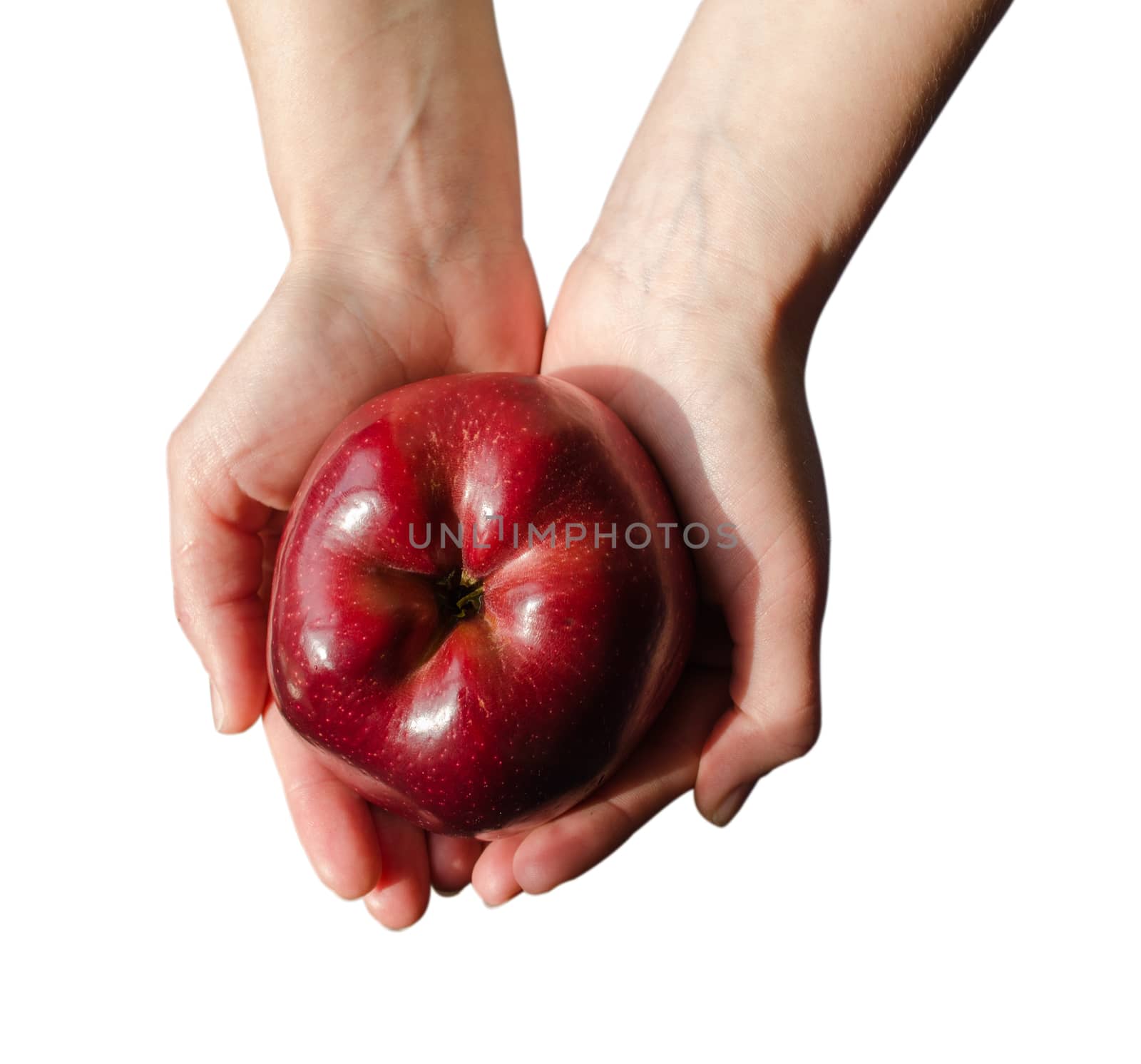 red ripe apple on woman palms by sauletas