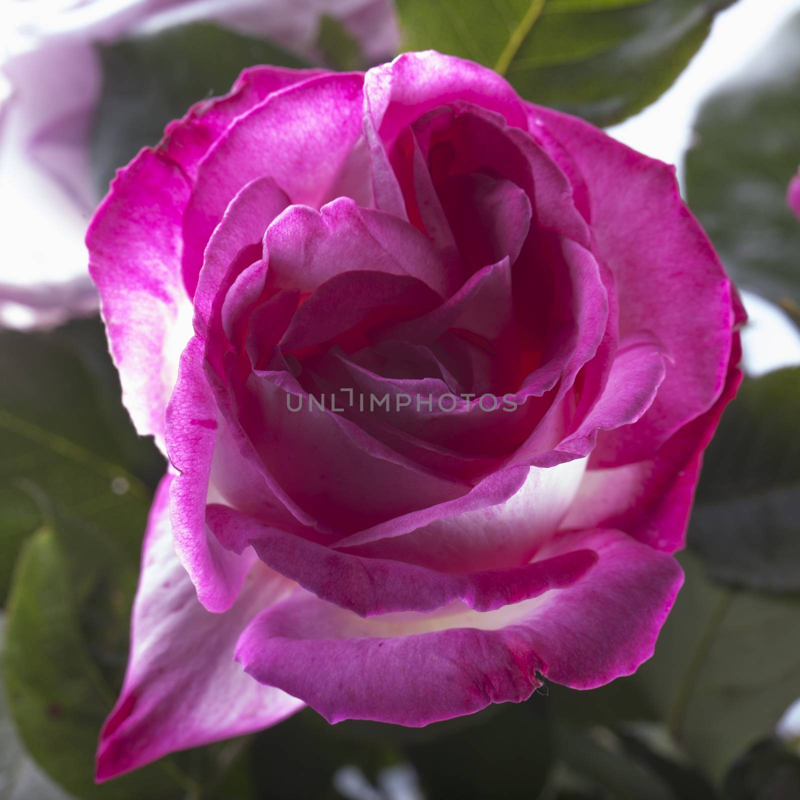 White and pink rose from a bunch