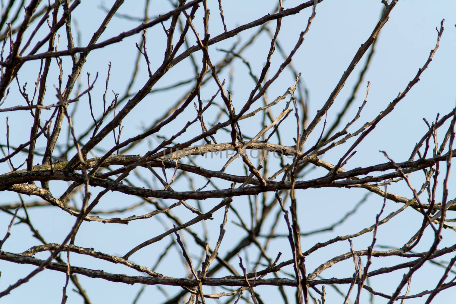 dead branch with dull sky background