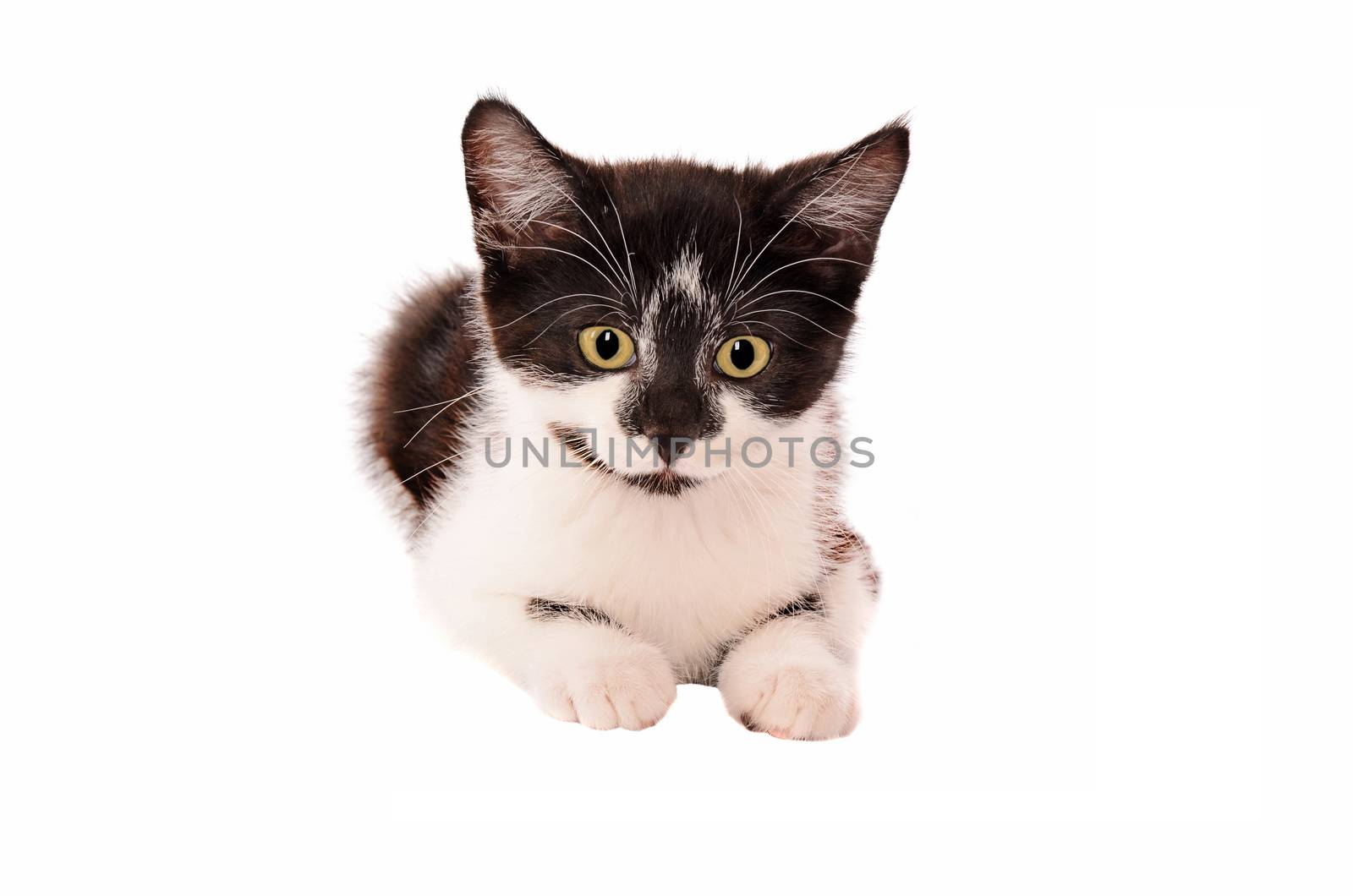 Adorable black and white kitten on a white background