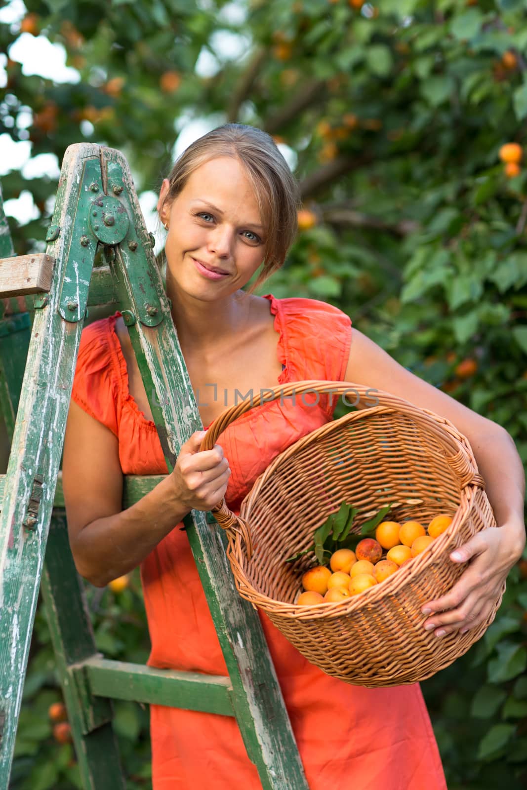 Pretty, young woman picking apricots lit by warm summer evening by viktor_cap