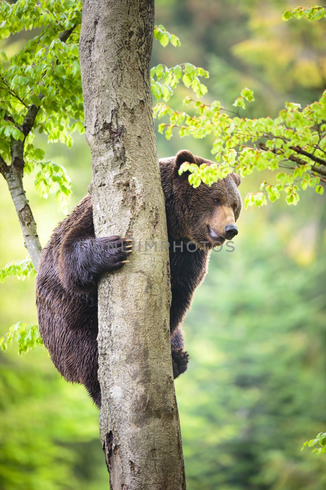 Brown bear (Ursus arctos), climbing