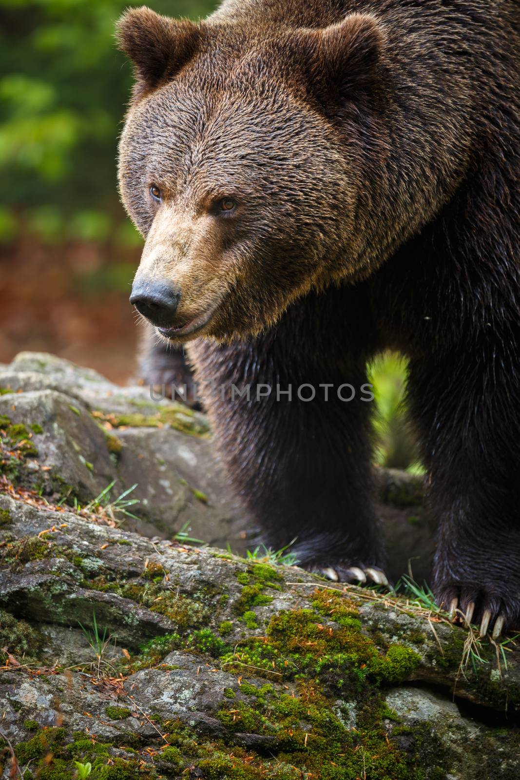 Brown bear (Ursus arctos) by viktor_cap