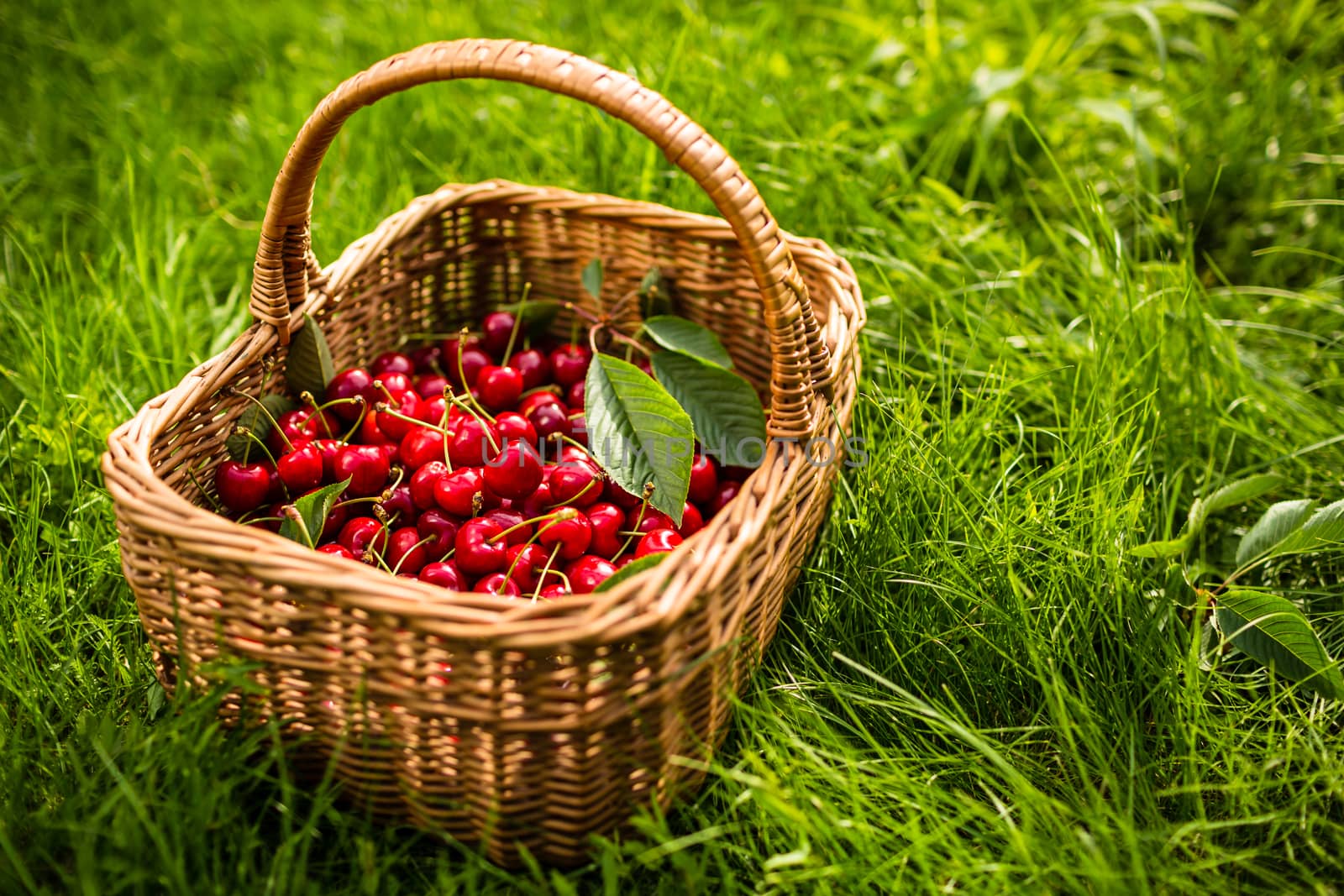 Freshly picked cherries in a basket in the garden