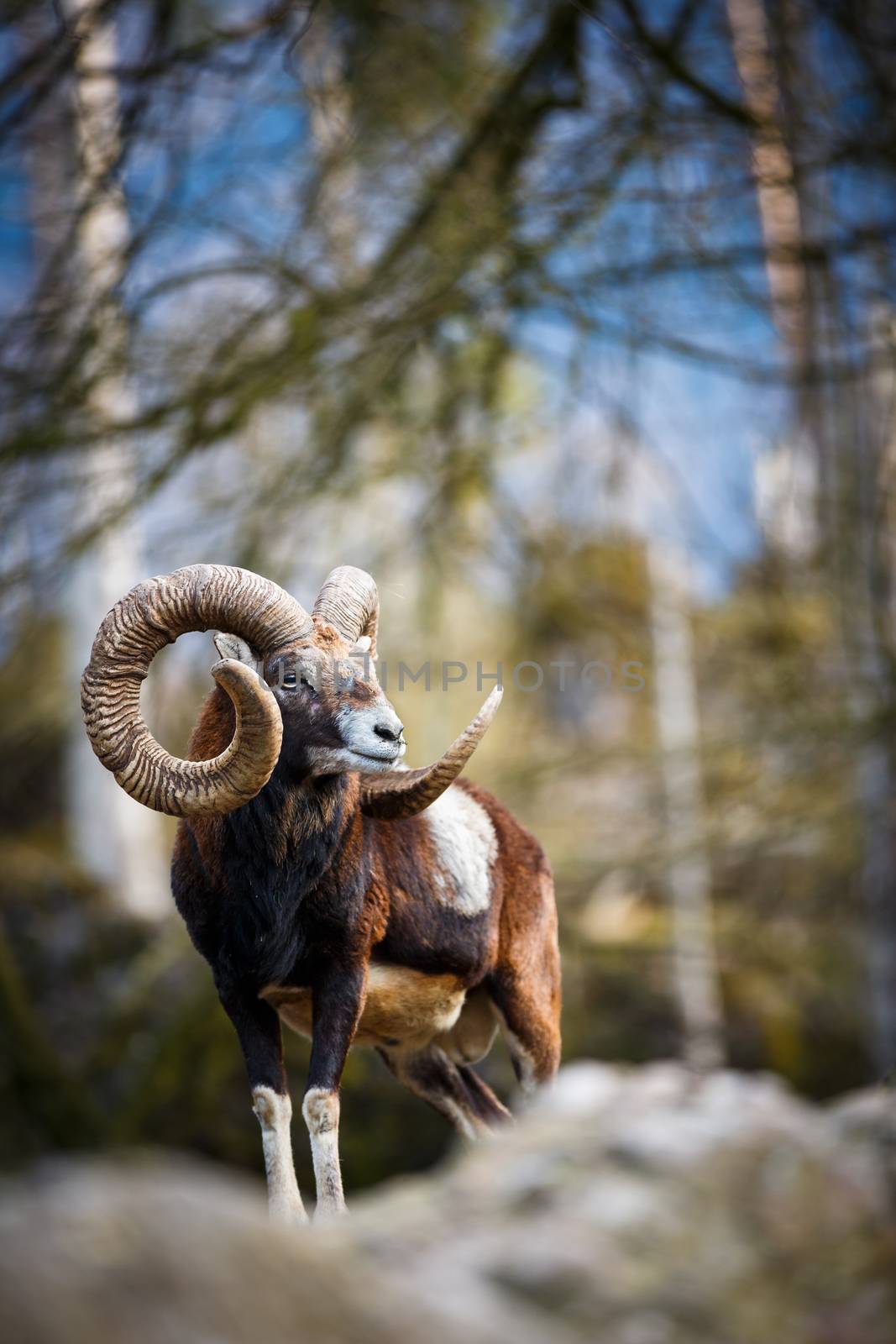 The mouflon (Ovis orientalis) by viktor_cap