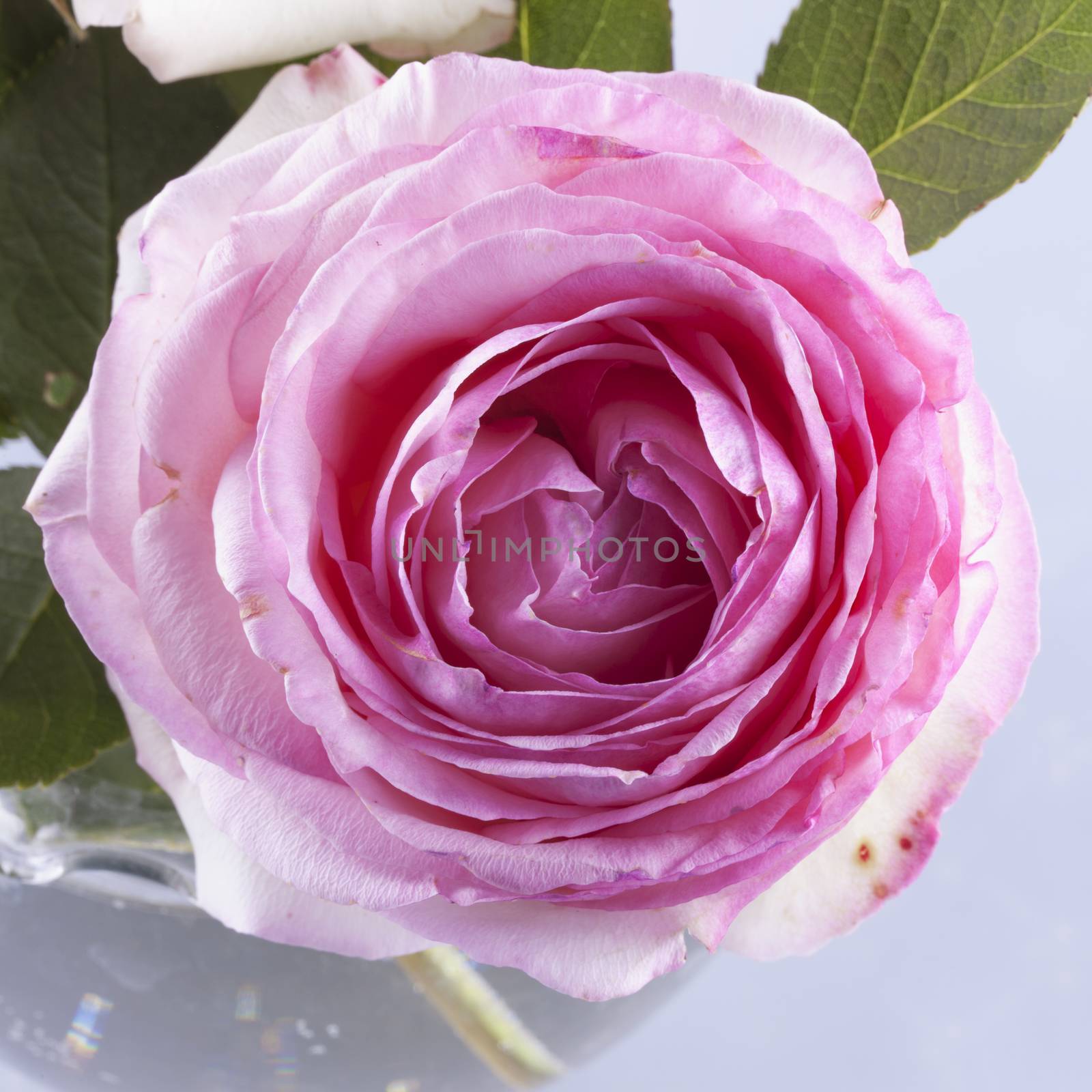 Pink rose in close up, from a glass bowl