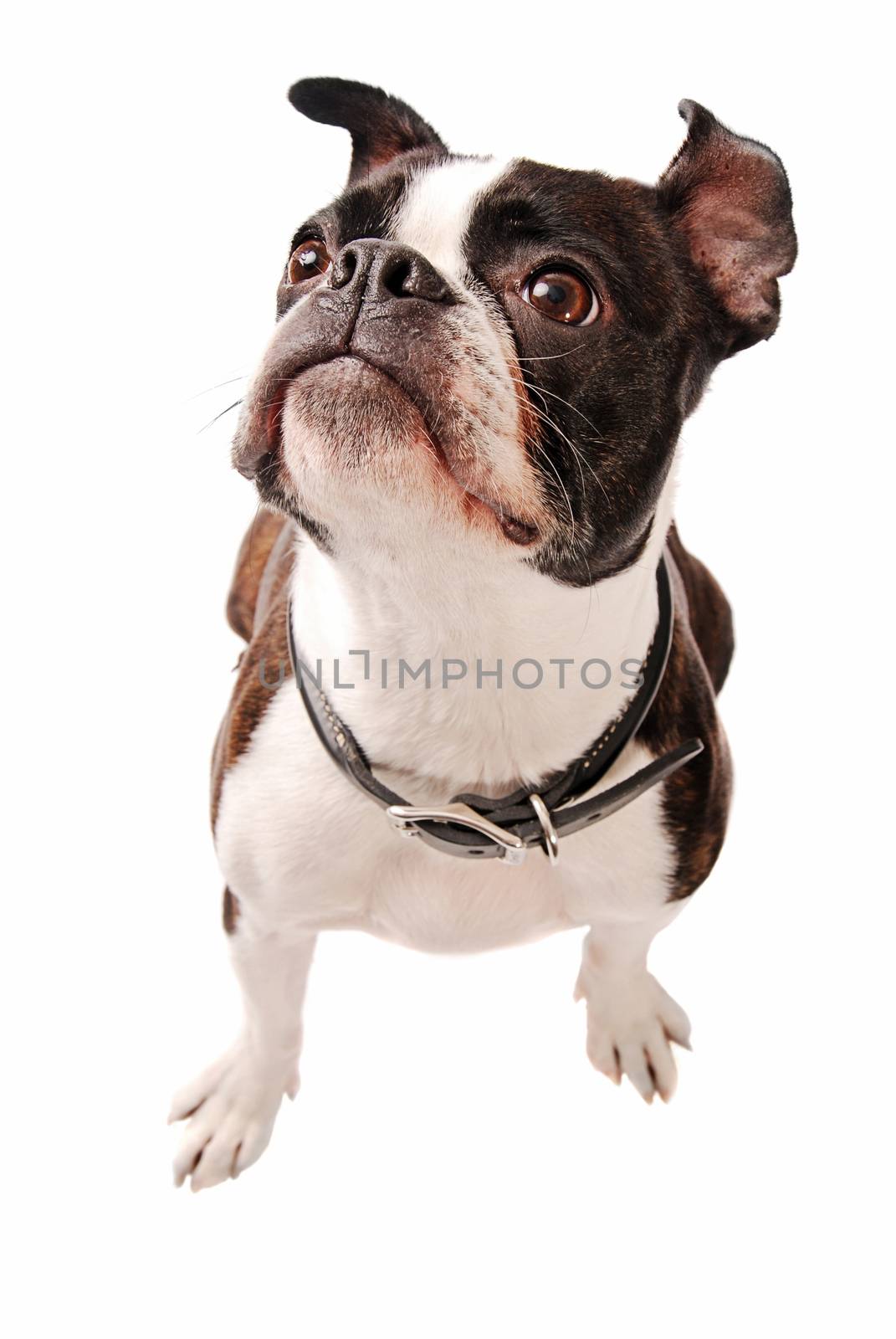 Cute Boston Terrier Dog Looking up on a white Background