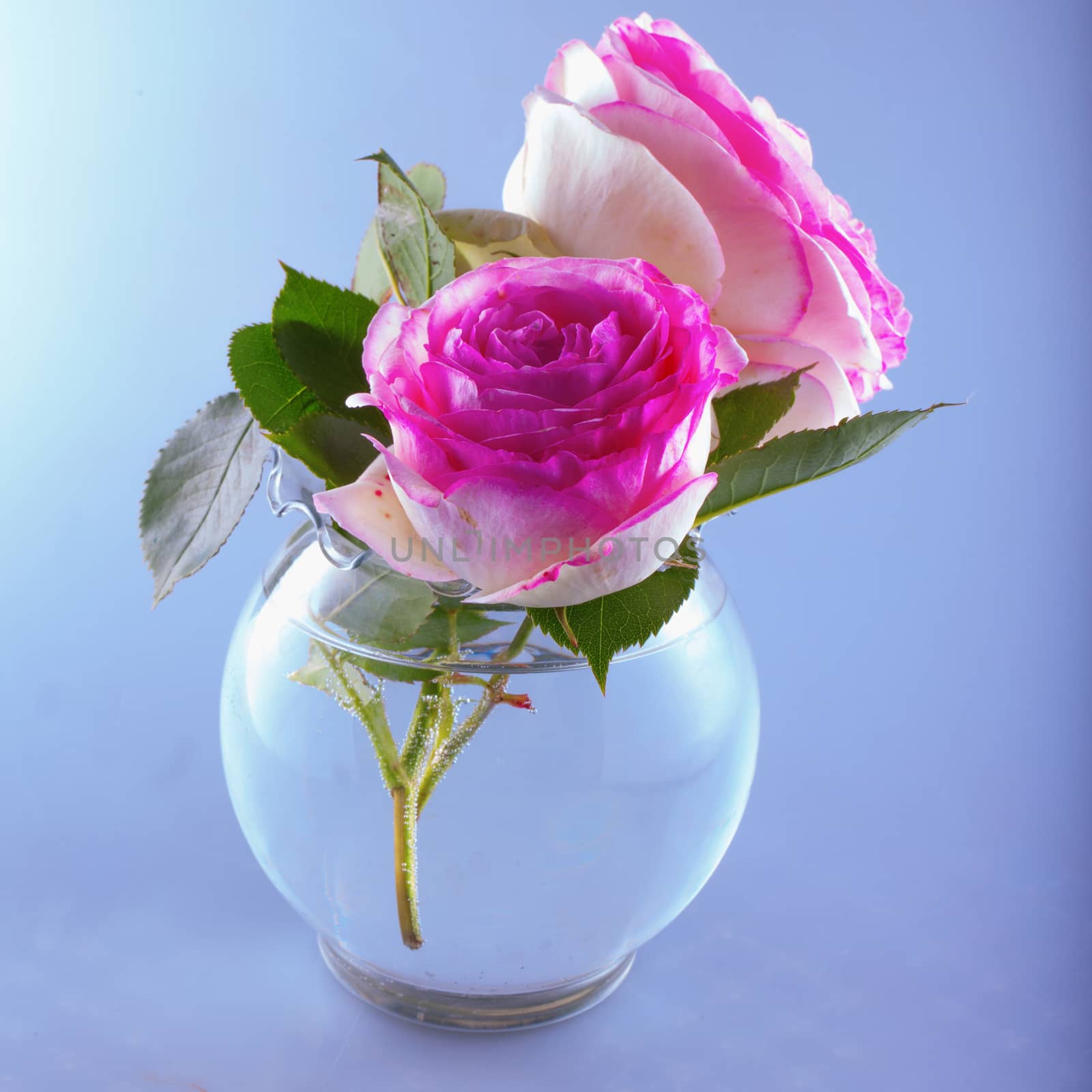 Roses in a glass bowl, over gray background