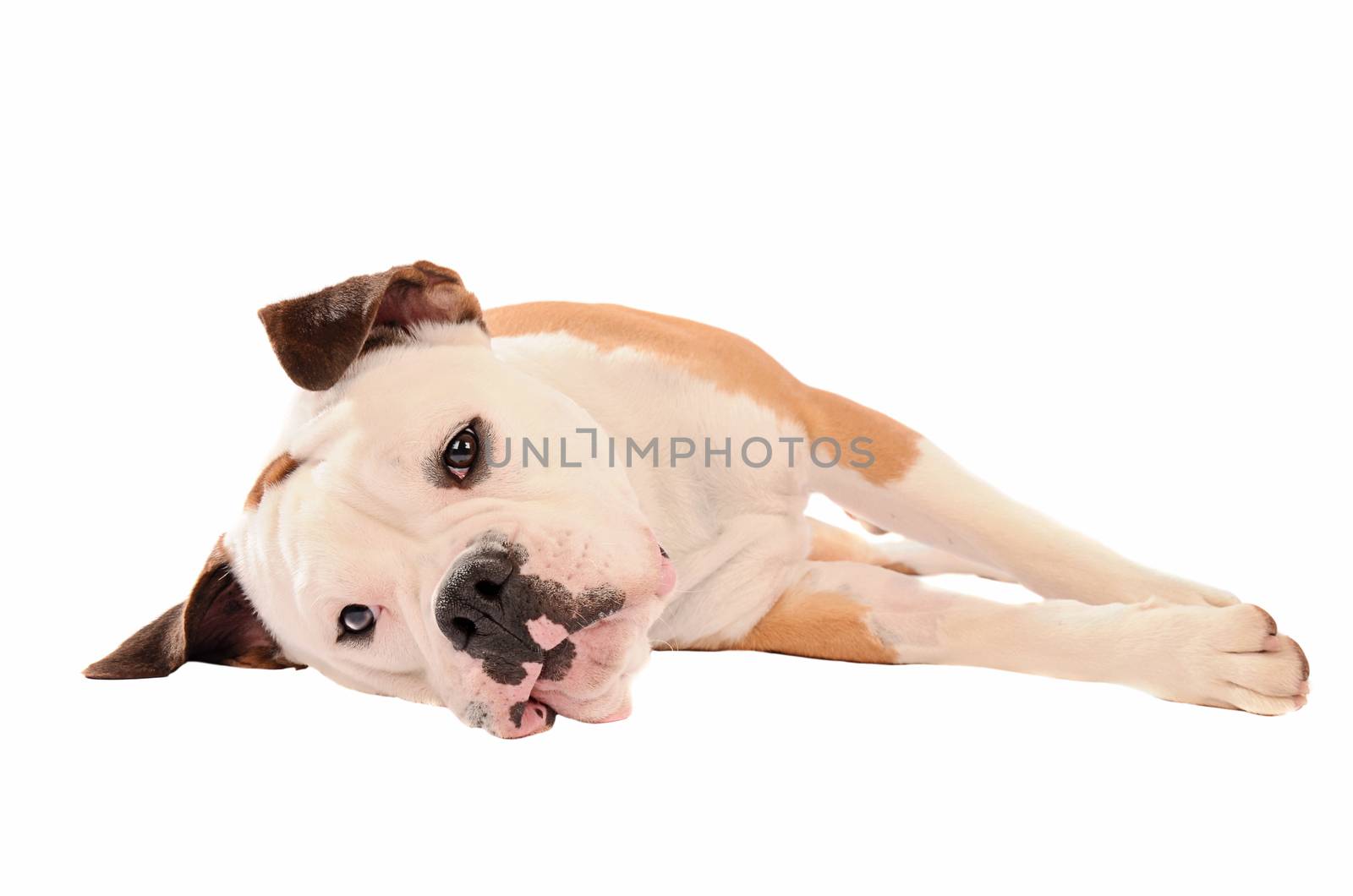 Old English Bulldog lying on a white background by dnsphotography