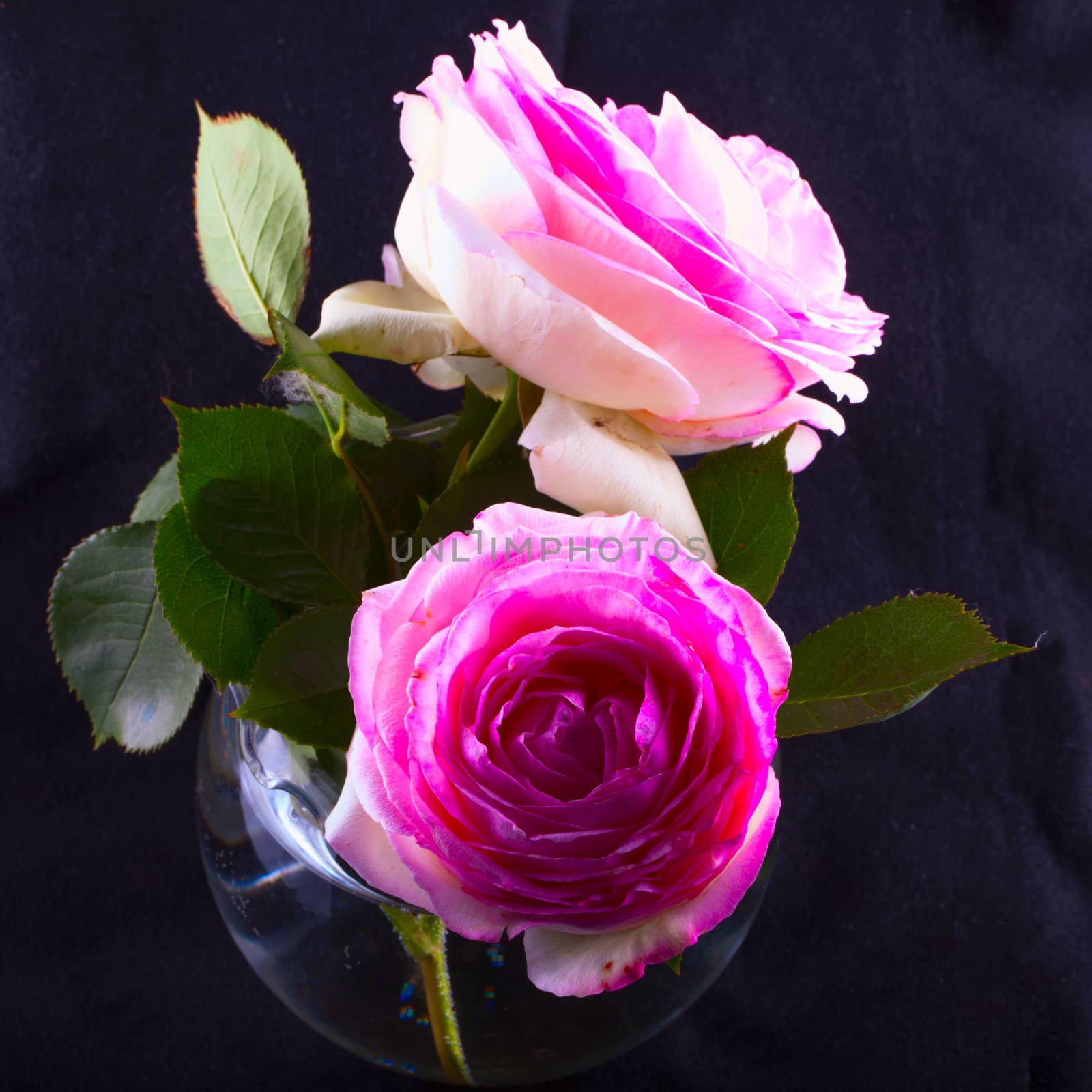 Pink roses in a glass bowl, black background