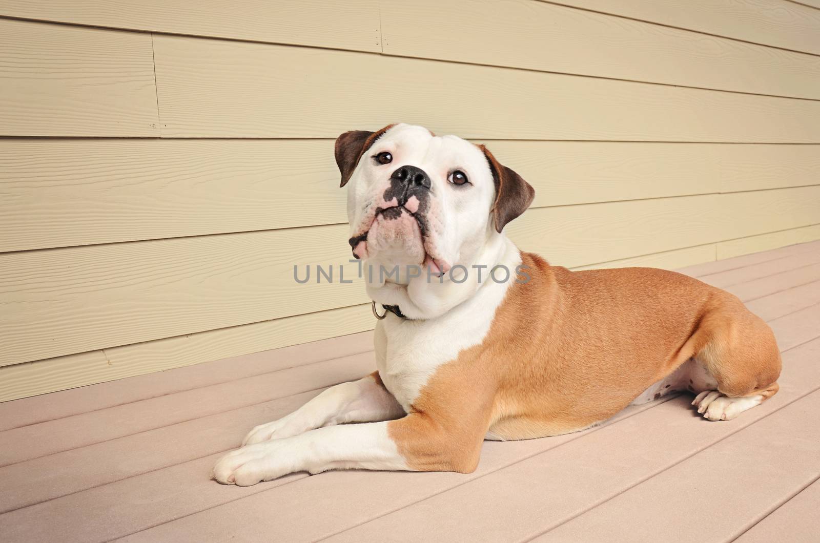 An Olde English Bulldogge laying down outdoors