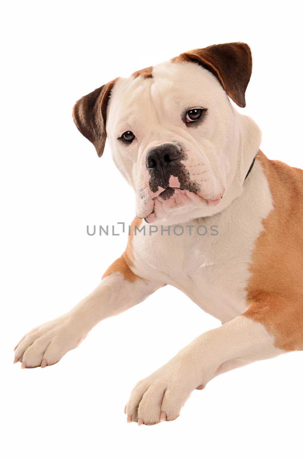 Old English Bulldog Portrait by dnsphotography