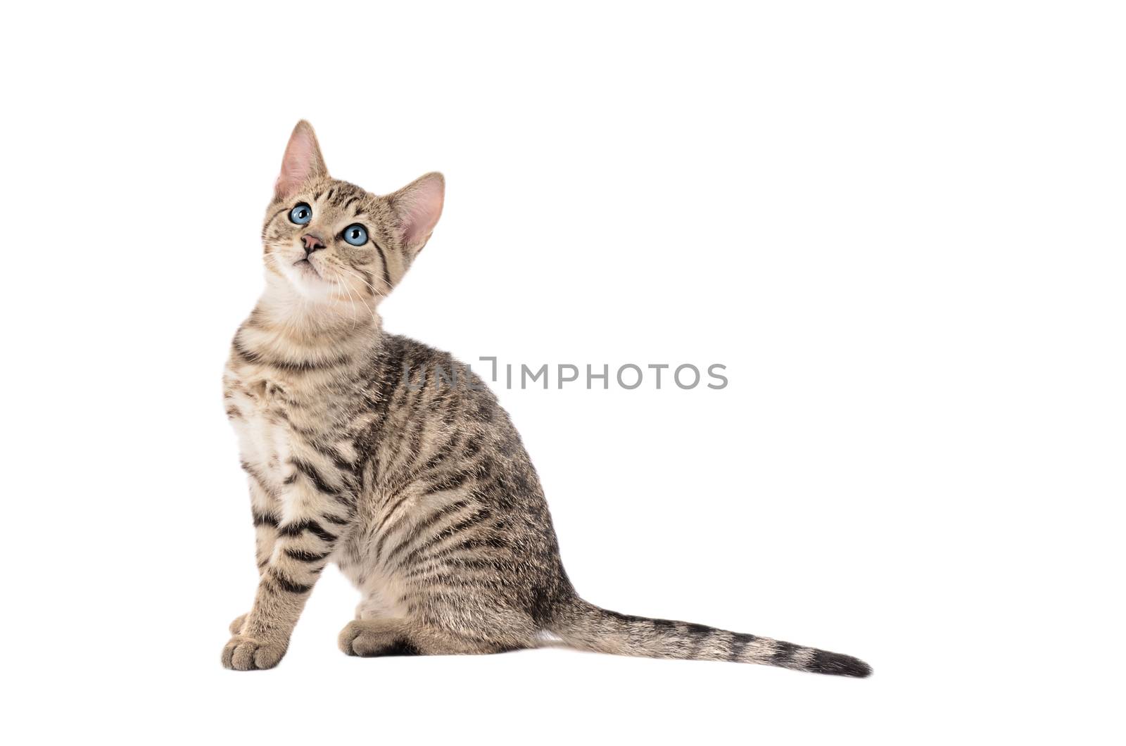Cute blue eyed tabby kitten on a white background