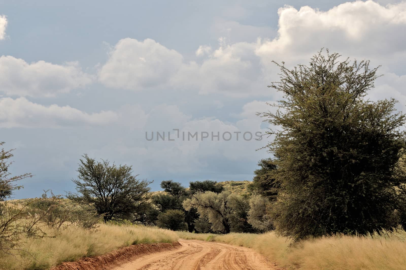Road landscape in the Kgalagadi Transfrontier Park, South Africa
