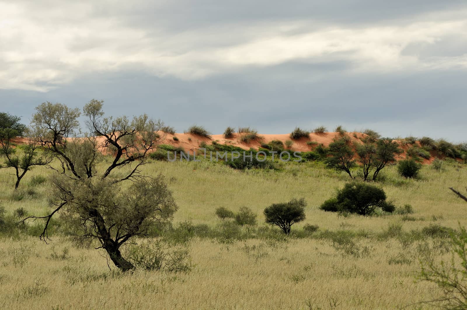 Dune landscape in the Kgalagadi Transfrontier Park, South Africa

