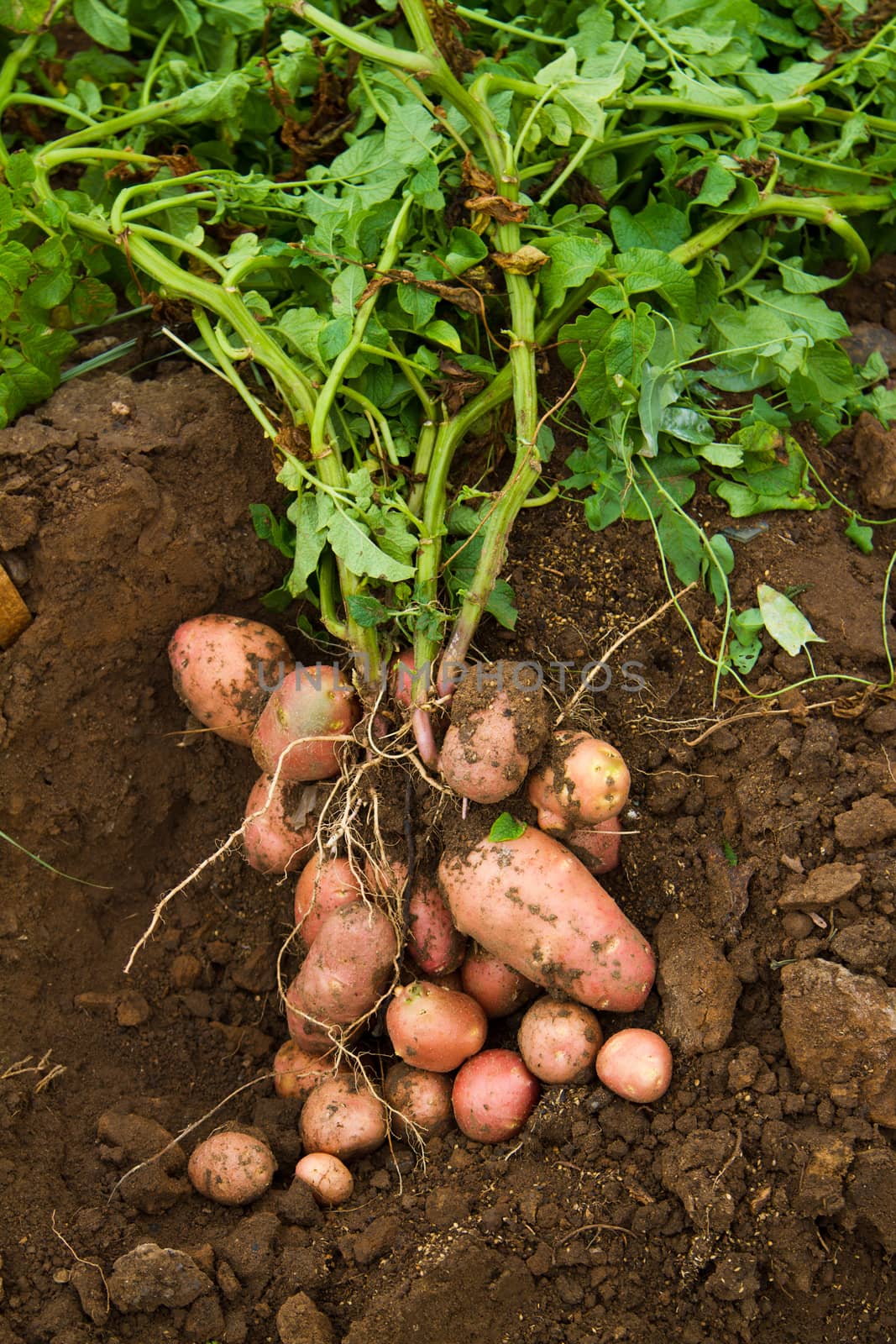 Freshly dug potatoes on the ground - Stock photos