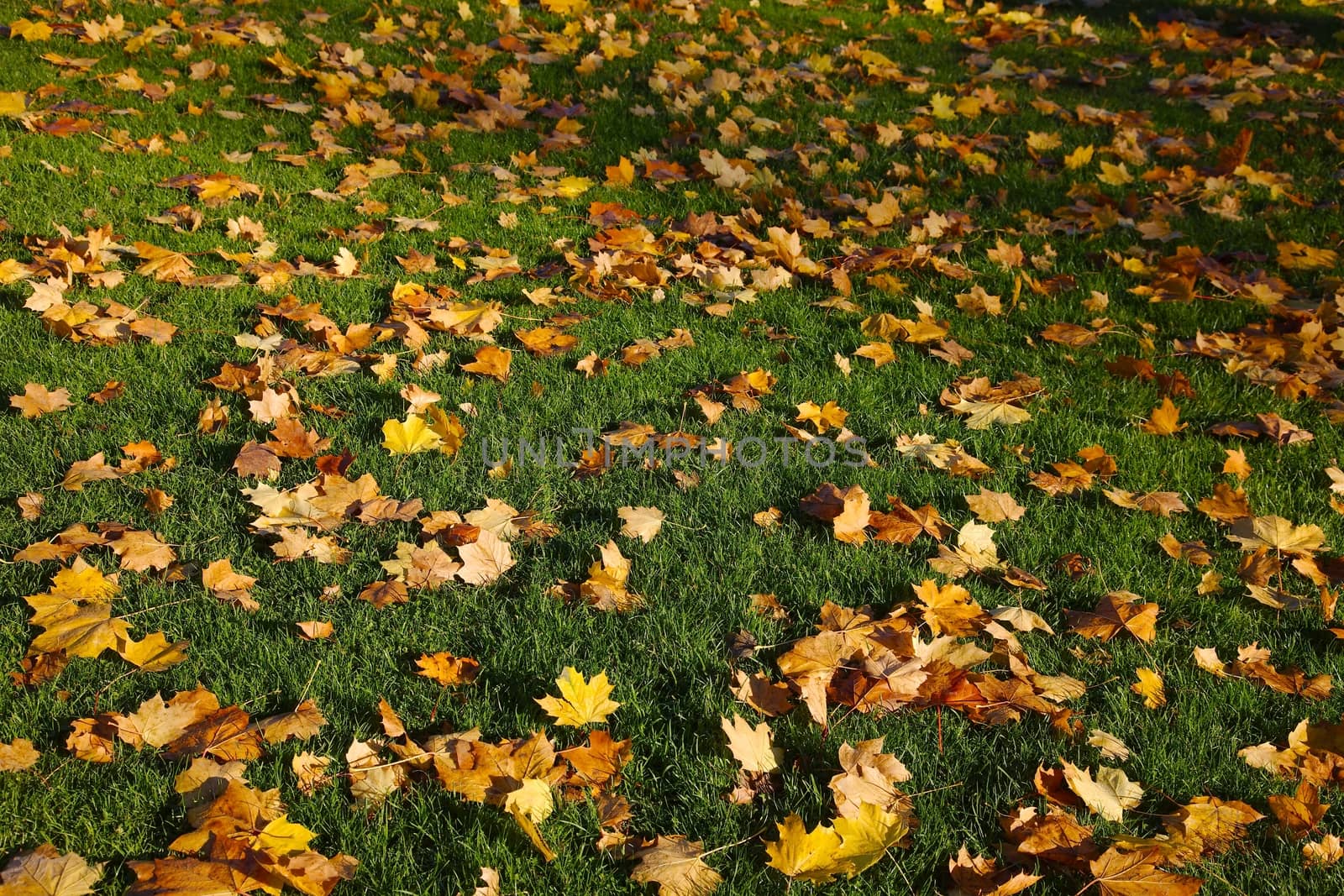 Fallen leaves on the grass