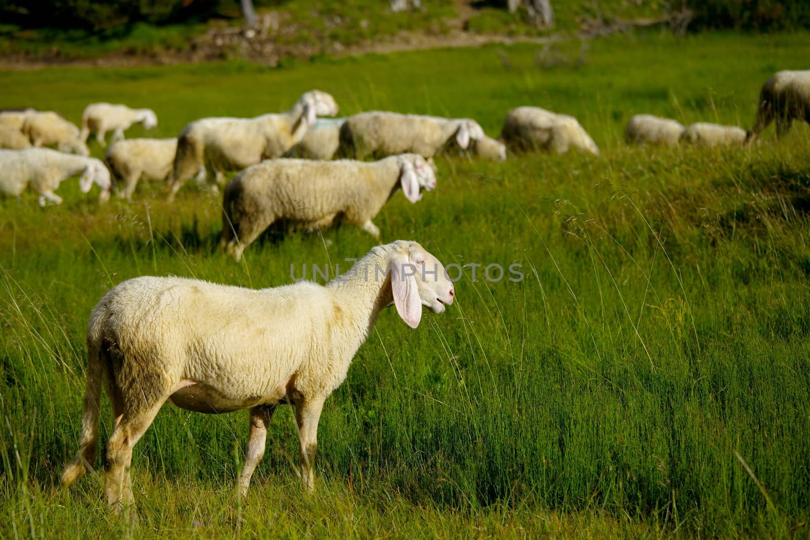 Sheep grazing on an alpine field