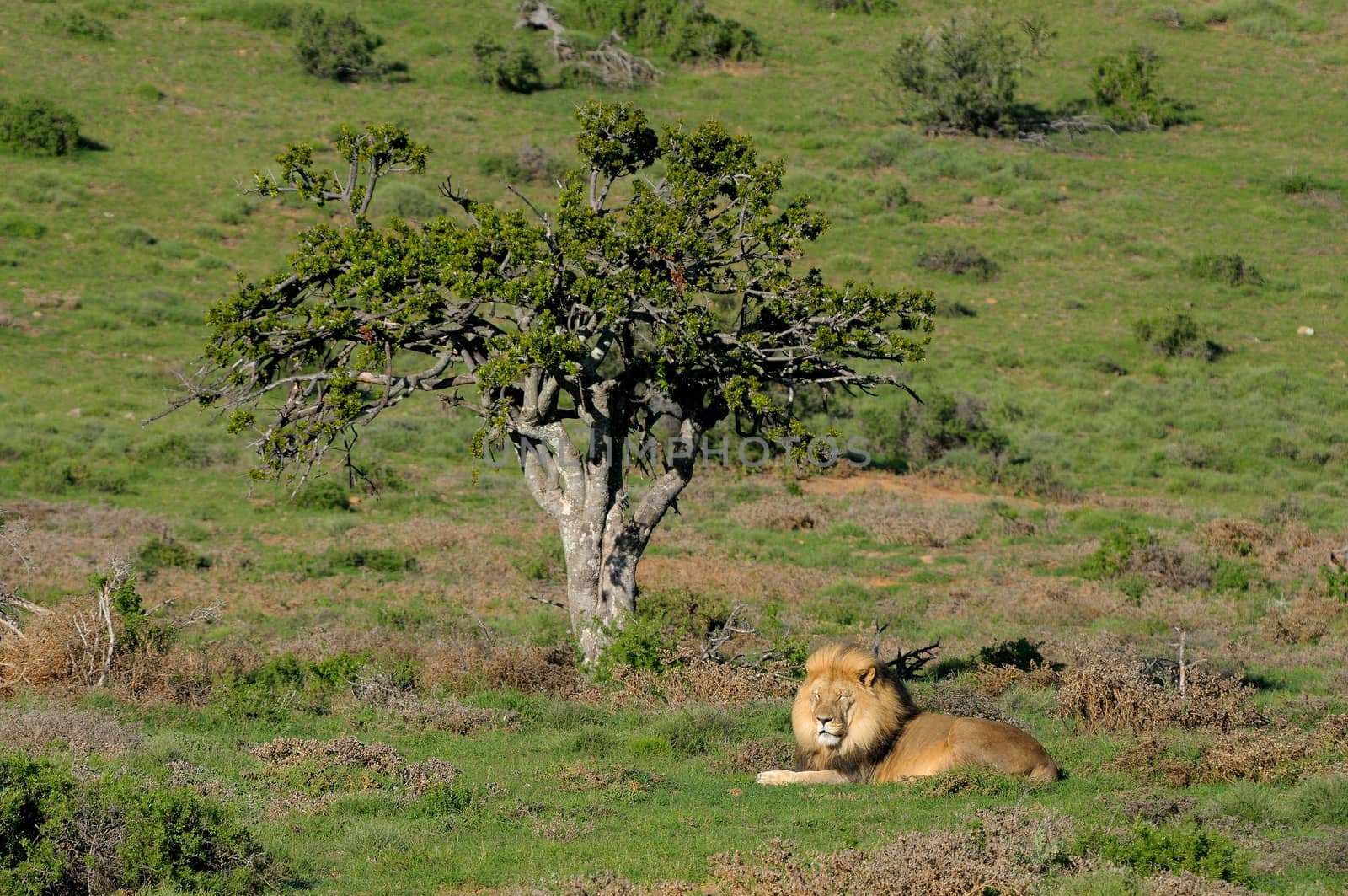 A Kalahari lion, panthera leo, in the Kuzuko contractual area of the Addo Elephant National Park in South Africa
