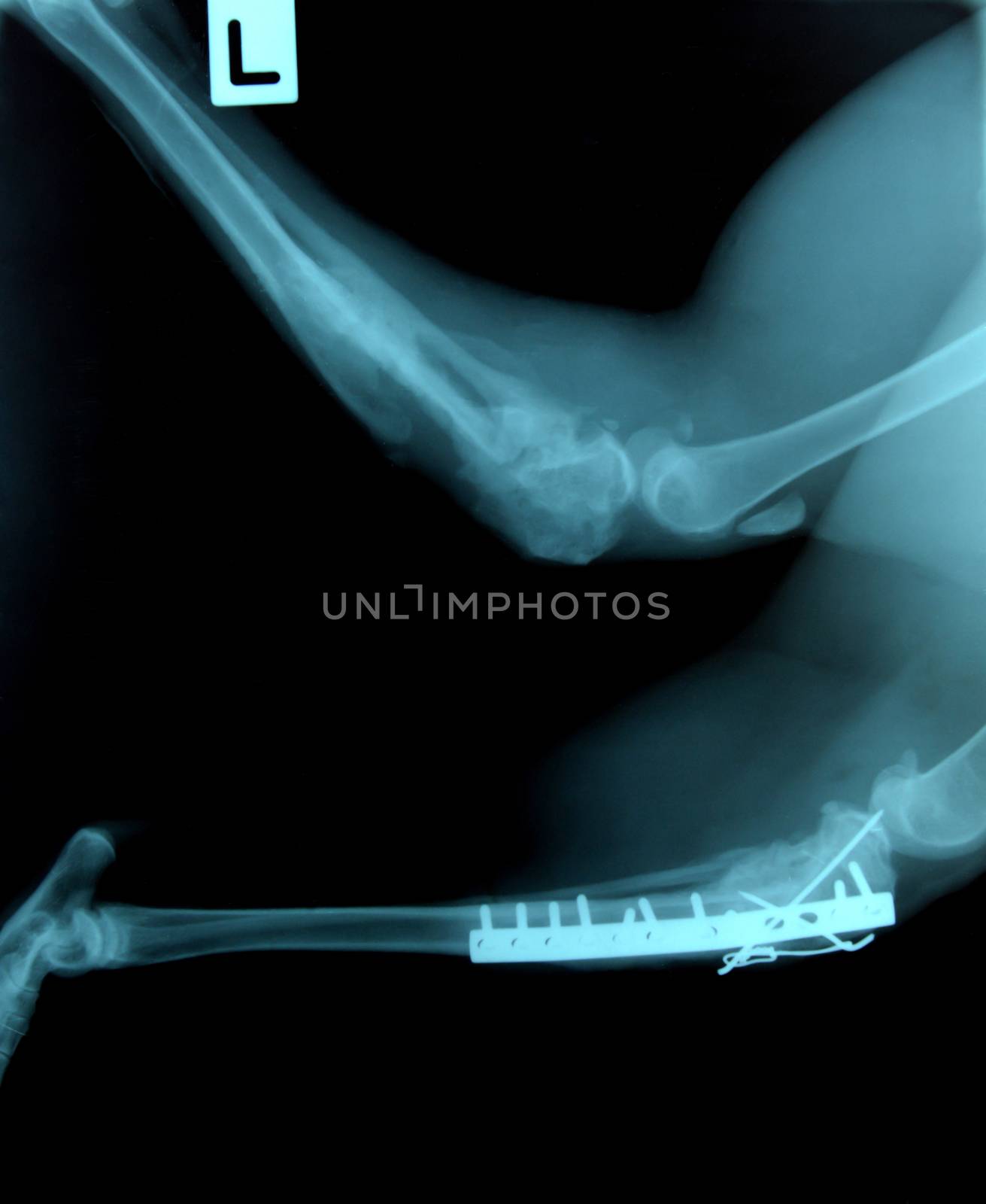 x ray picture of wild animal by anankkml