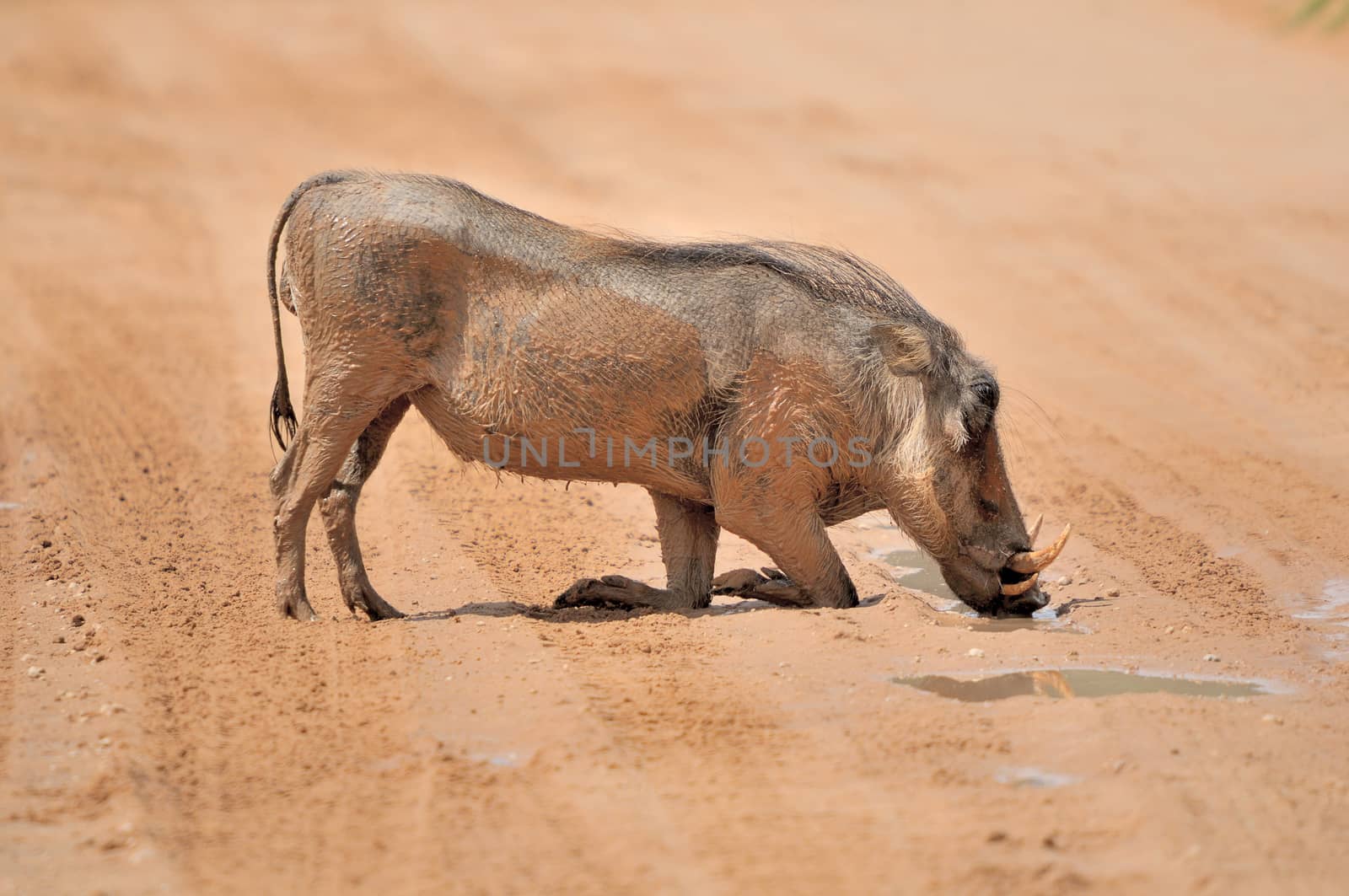 Warthog, wild member of the pig family drinking water
