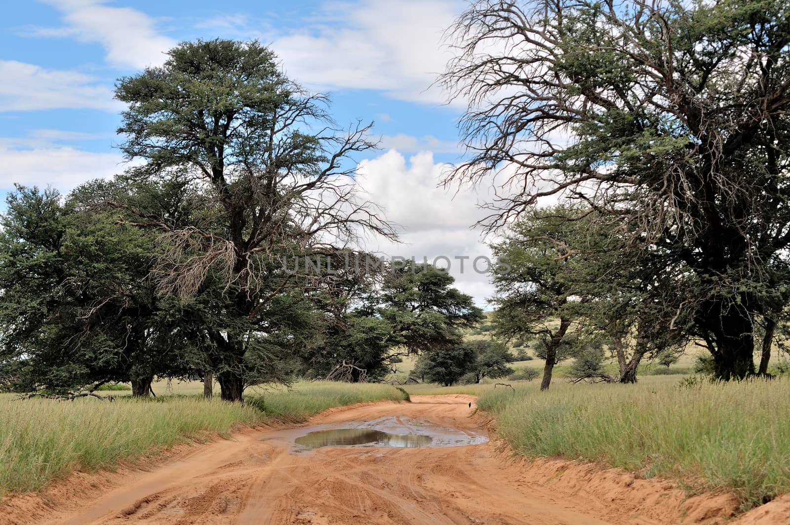 Road landscape in the Kgalagadi Transfrontier Park, South Africa
